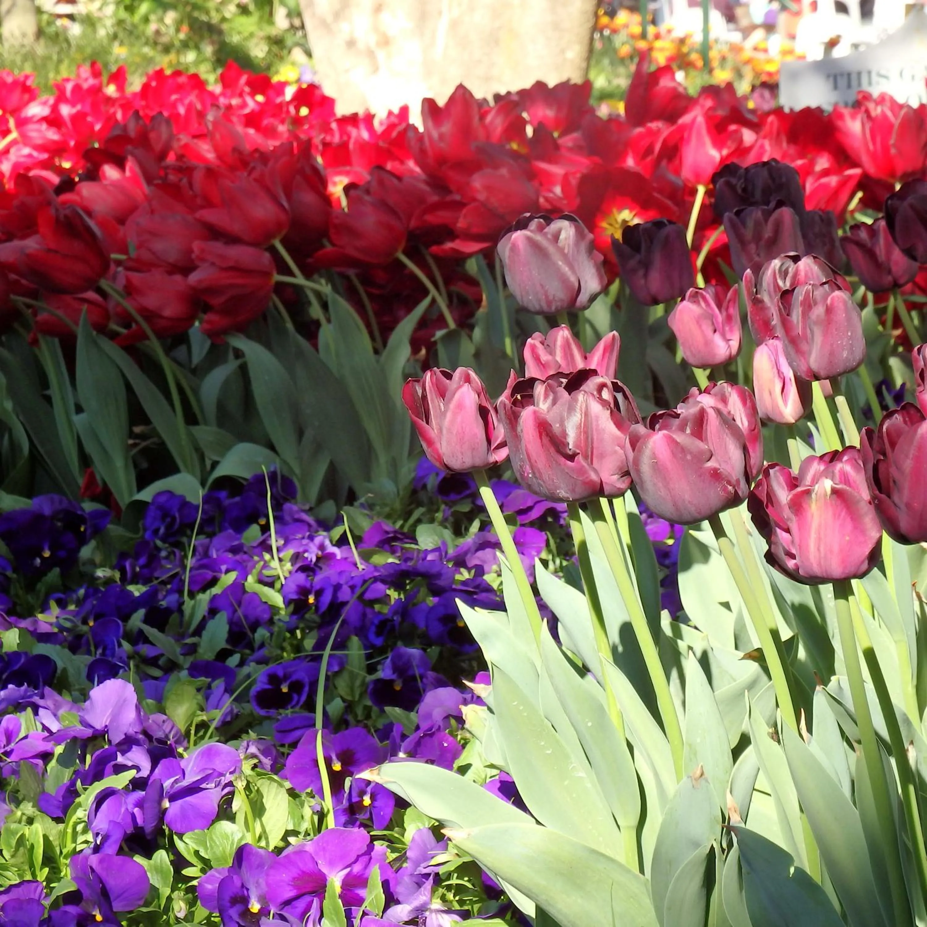 Spring in Bowral Road Art Gallery Bed and Breakfast