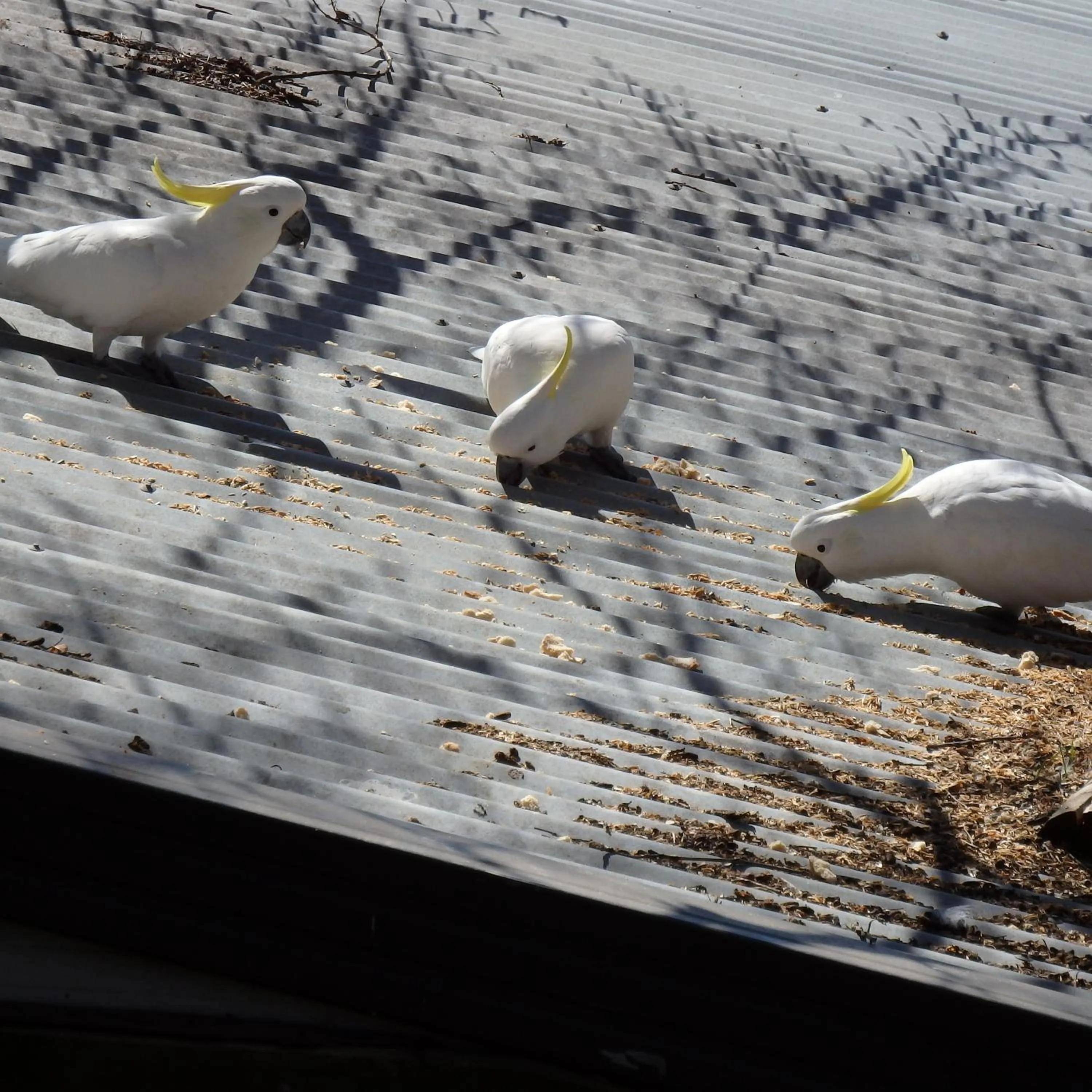 Garden in Bowral Road Art Gallery Bed and Breakfast