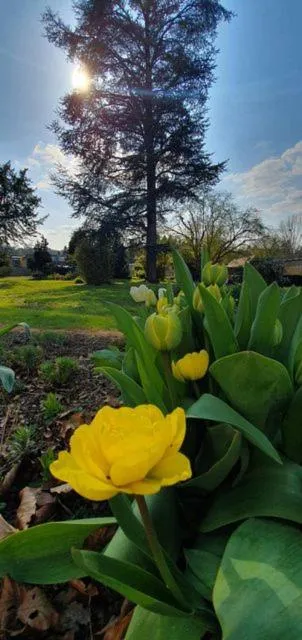 Garden in Chambres d'Hôtes des Rouets