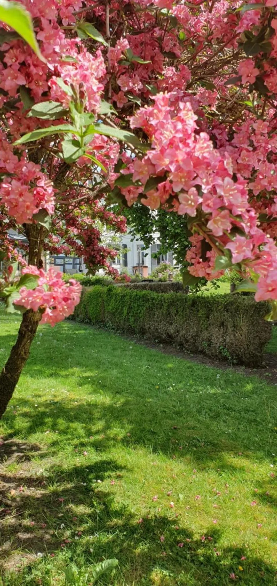 Garden in Chambres d'Hôtes des Rouets