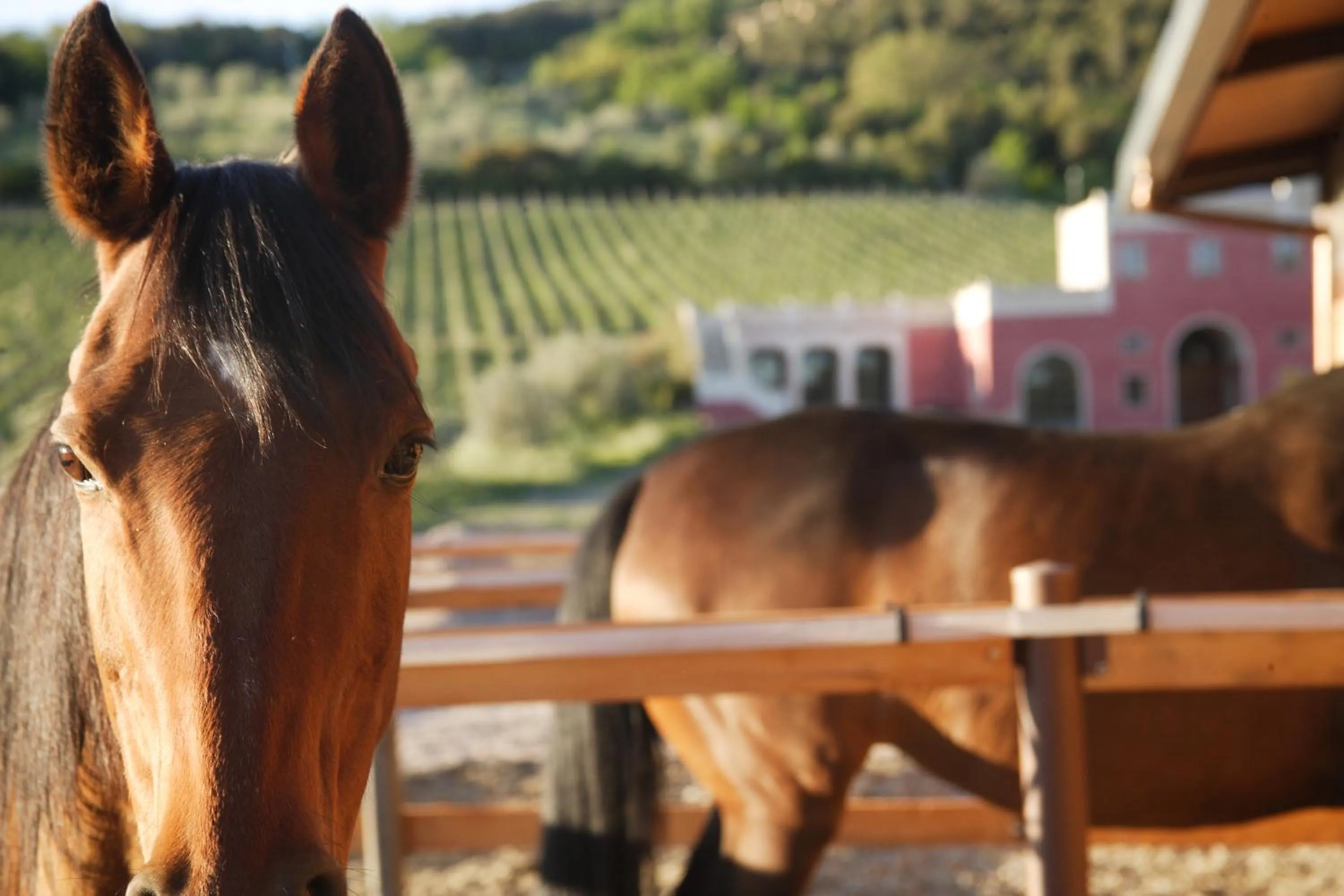 Animals in Tenuta il Sassone - Wine&Food