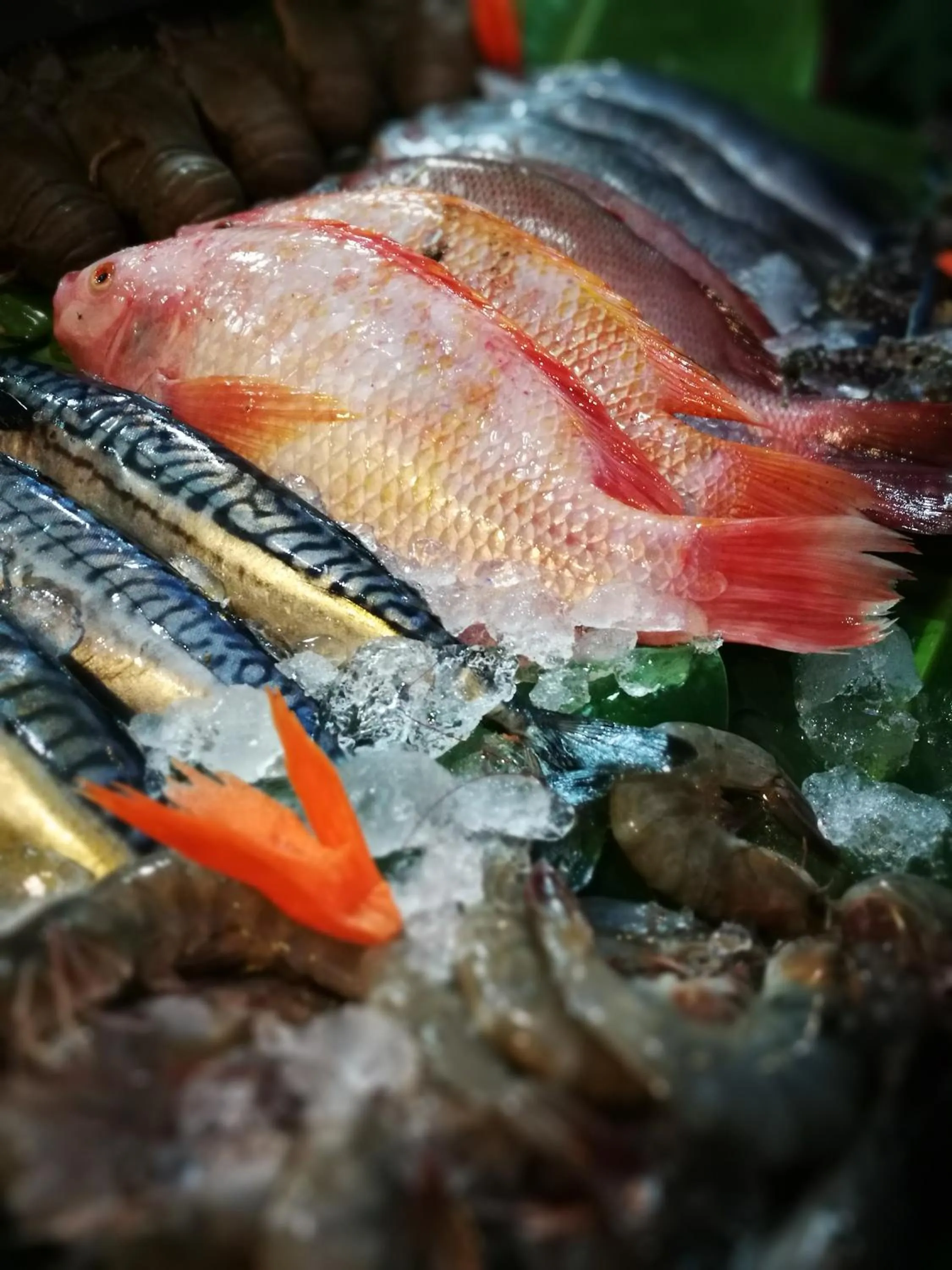 Dinner in PP Red Tuna Hut