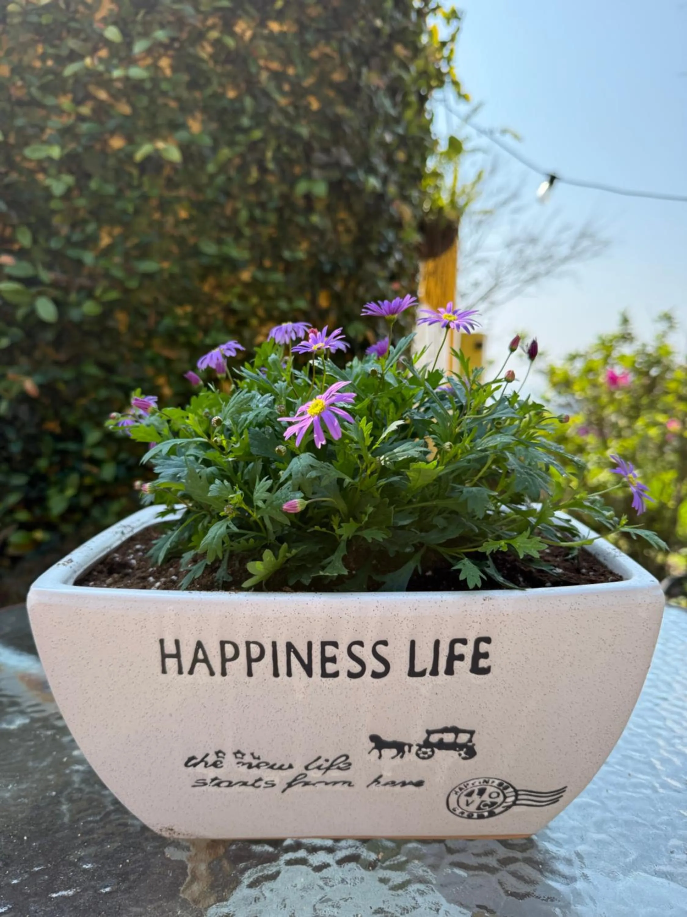 Alishan Tea Garden B&B