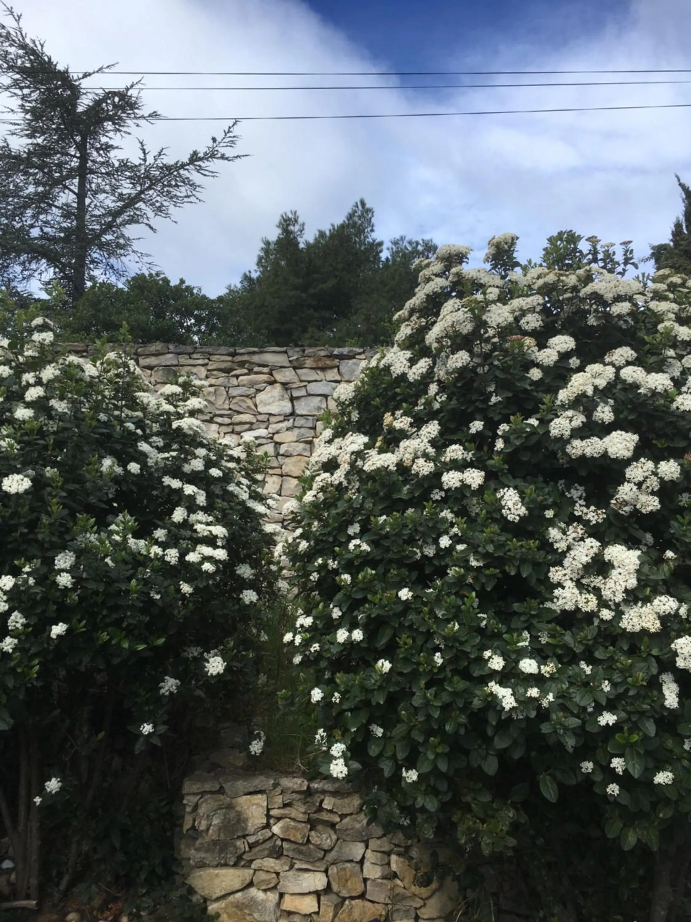 Garden view in La Chambre Haute et son jardin dans les hauteurs de Nîmes