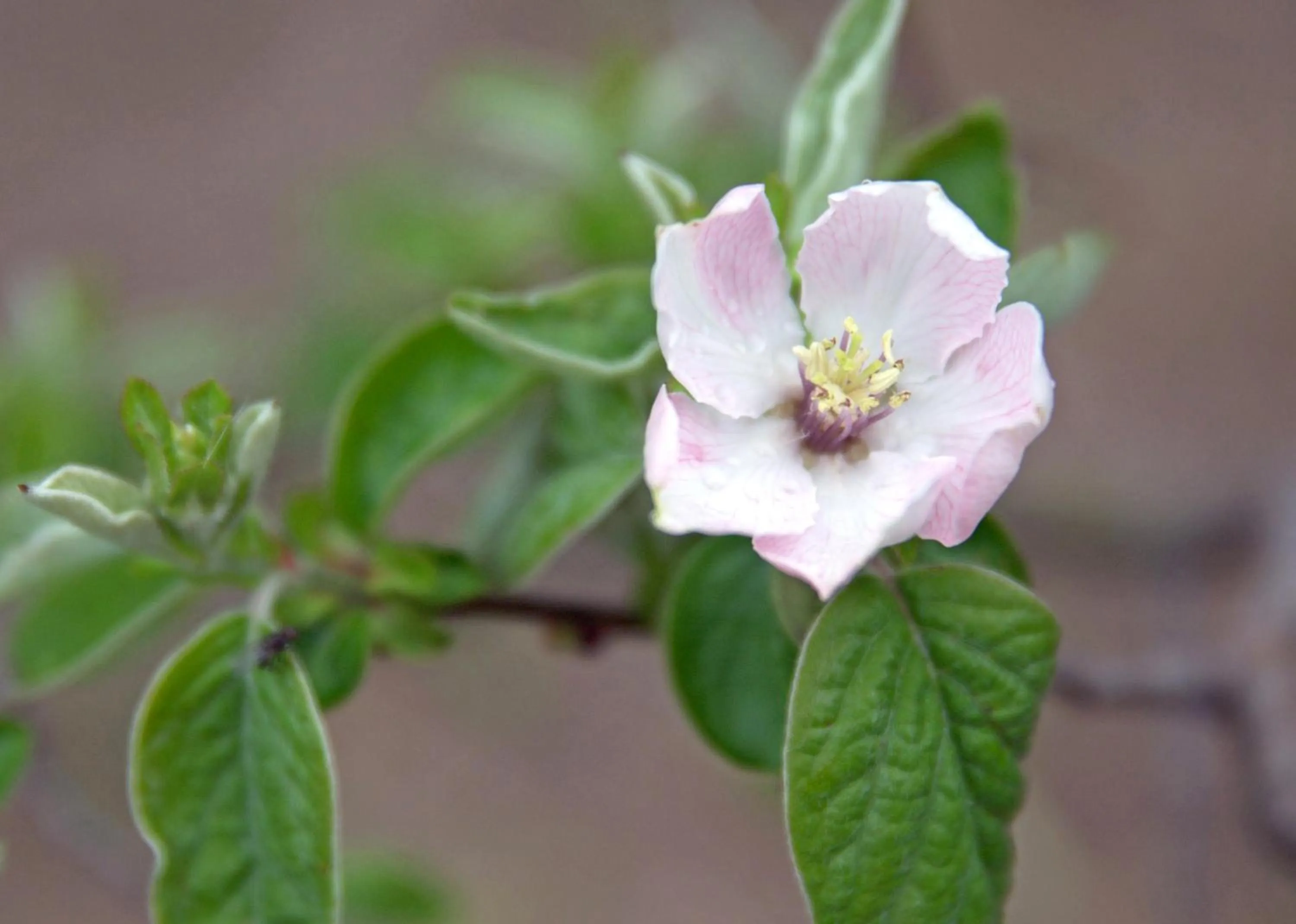 Other in Cortijo El Indiviso