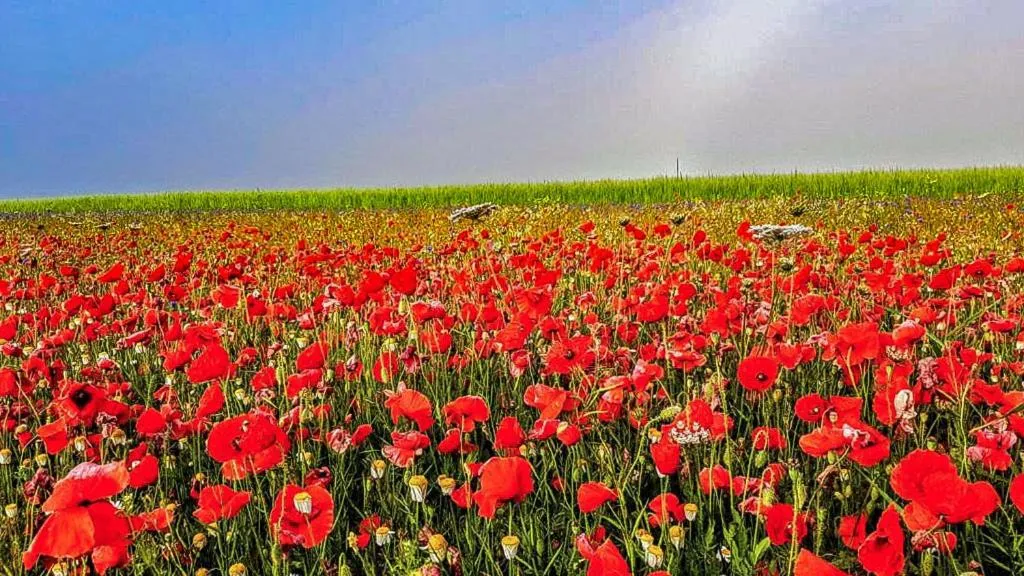 il casale san martino