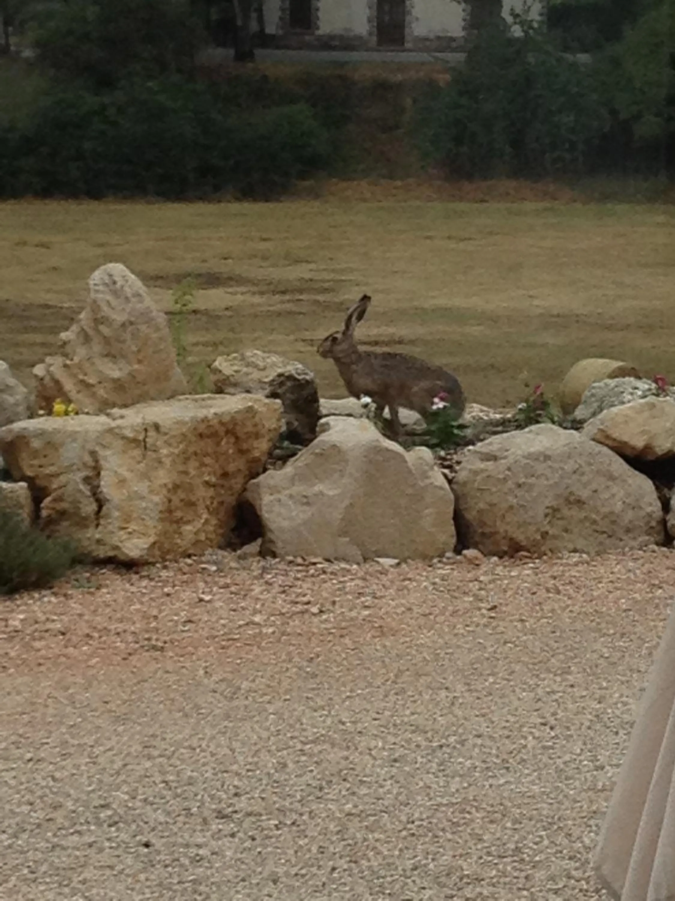 Animals in il casale san martino