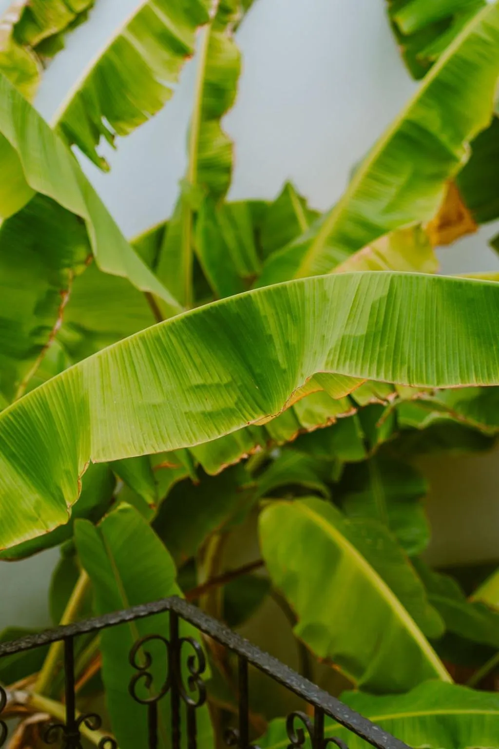 Garden in Hotel Pilalidis