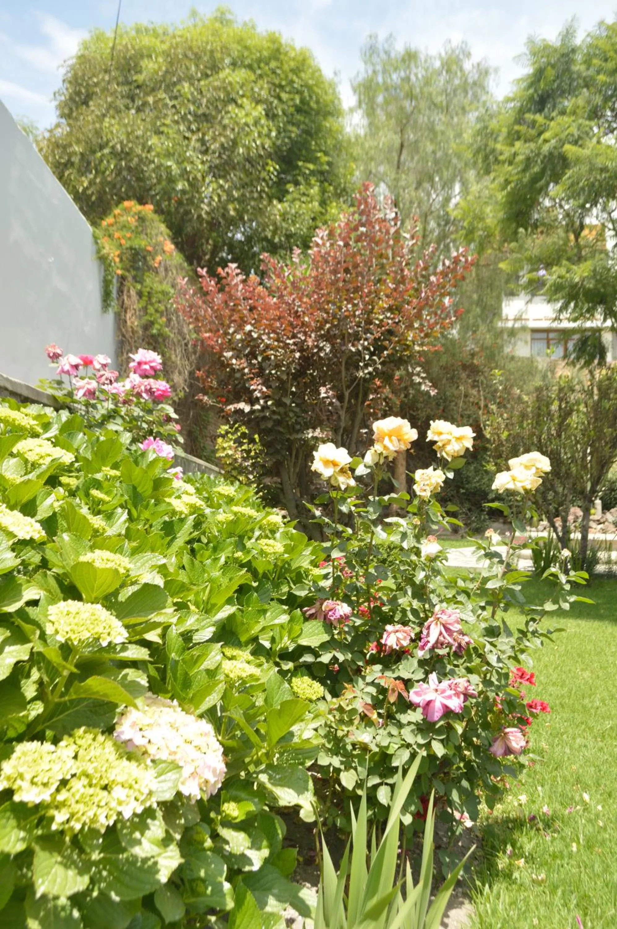Garden in Las Mercedes