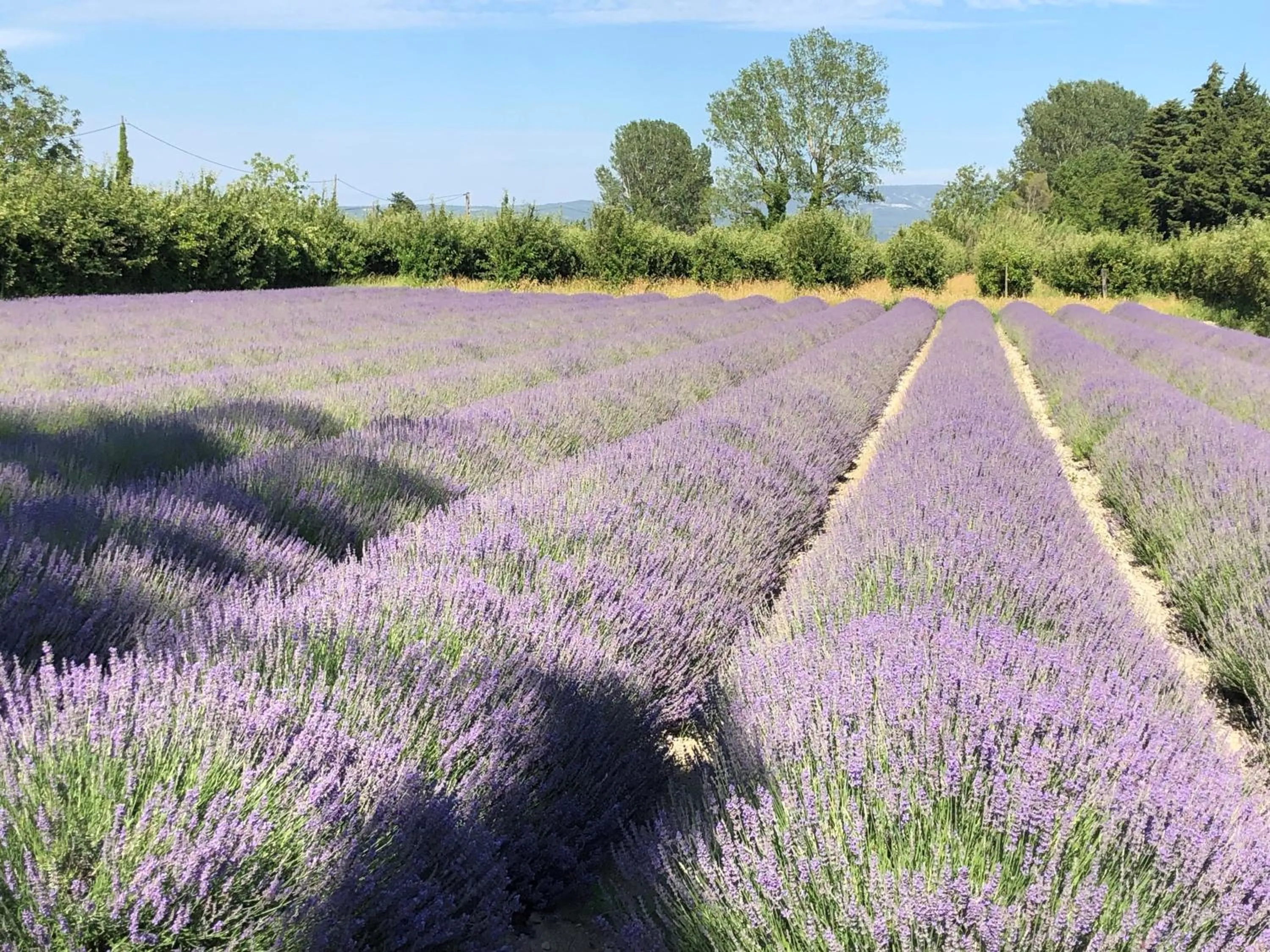 Day in Le Mas de la Sorgue