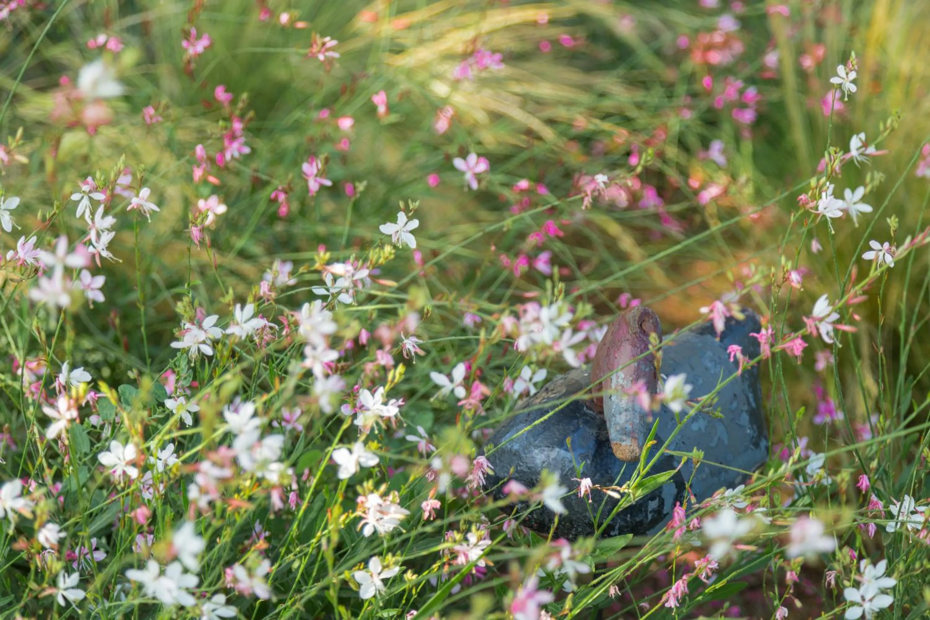 Garden in Le Mas de la Sorgue