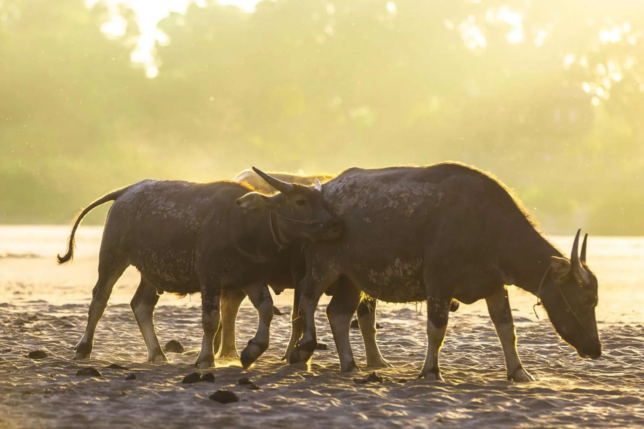 Animals in La Folie Lodge