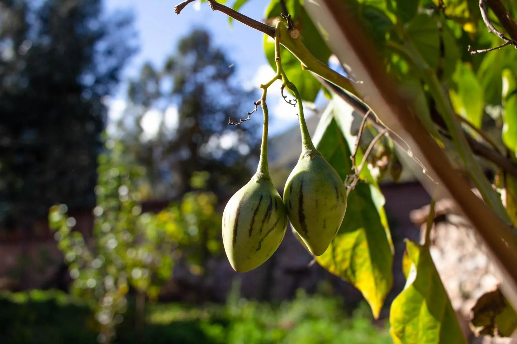 Food close-up in Allin Illary Eco Hospedaje