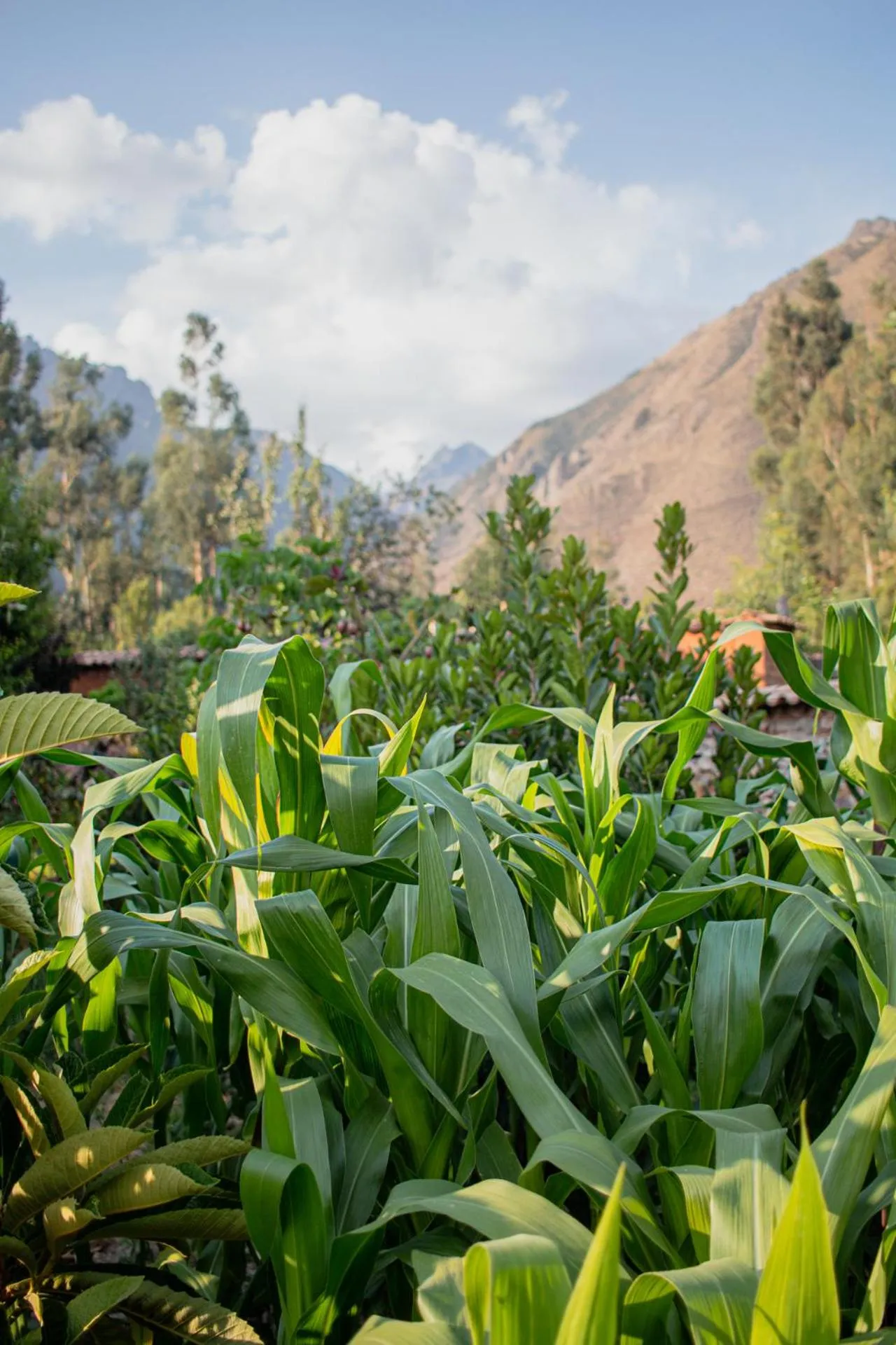 Allin Illary Eco Hospedaje