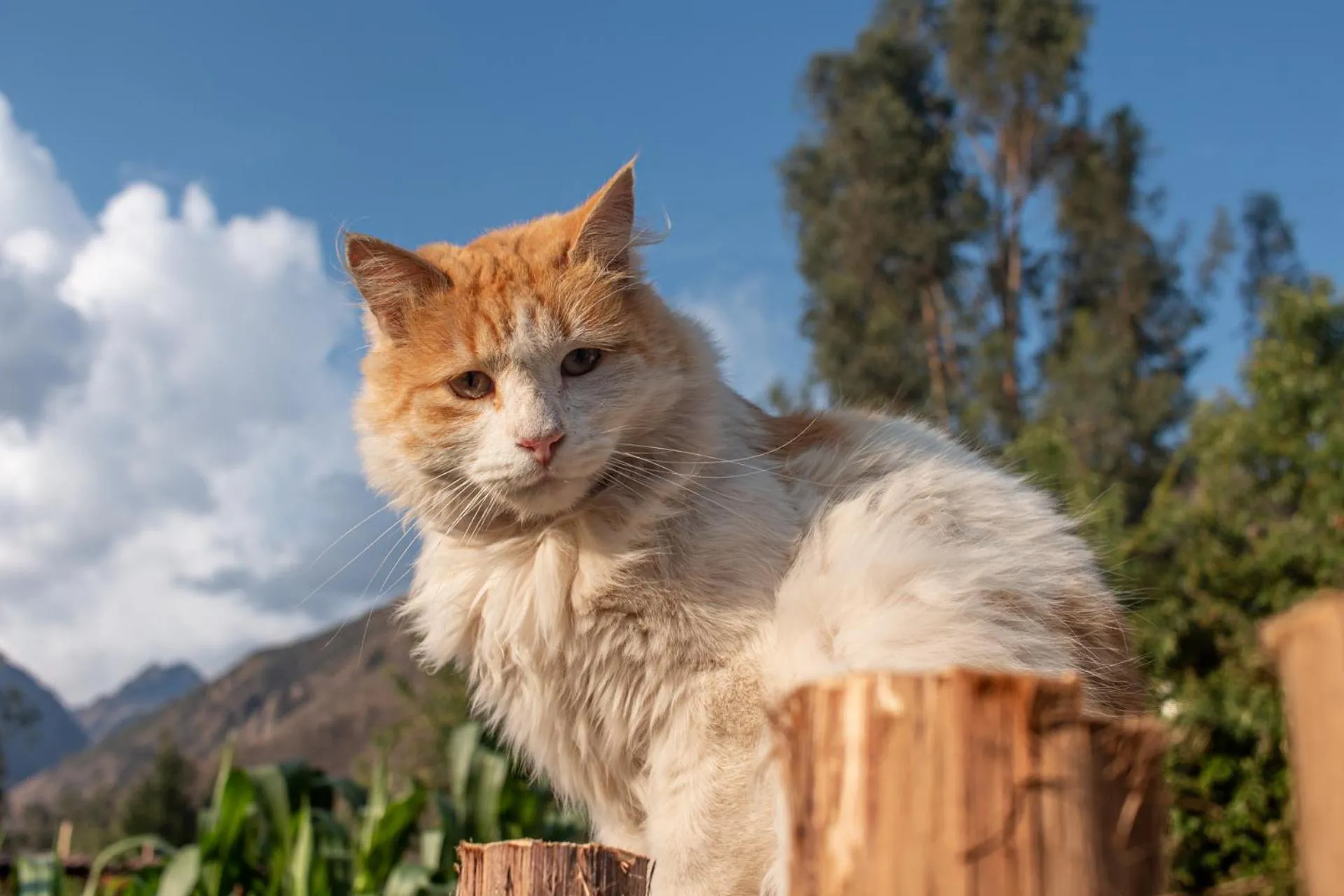 Allin Illary Eco Hospedaje