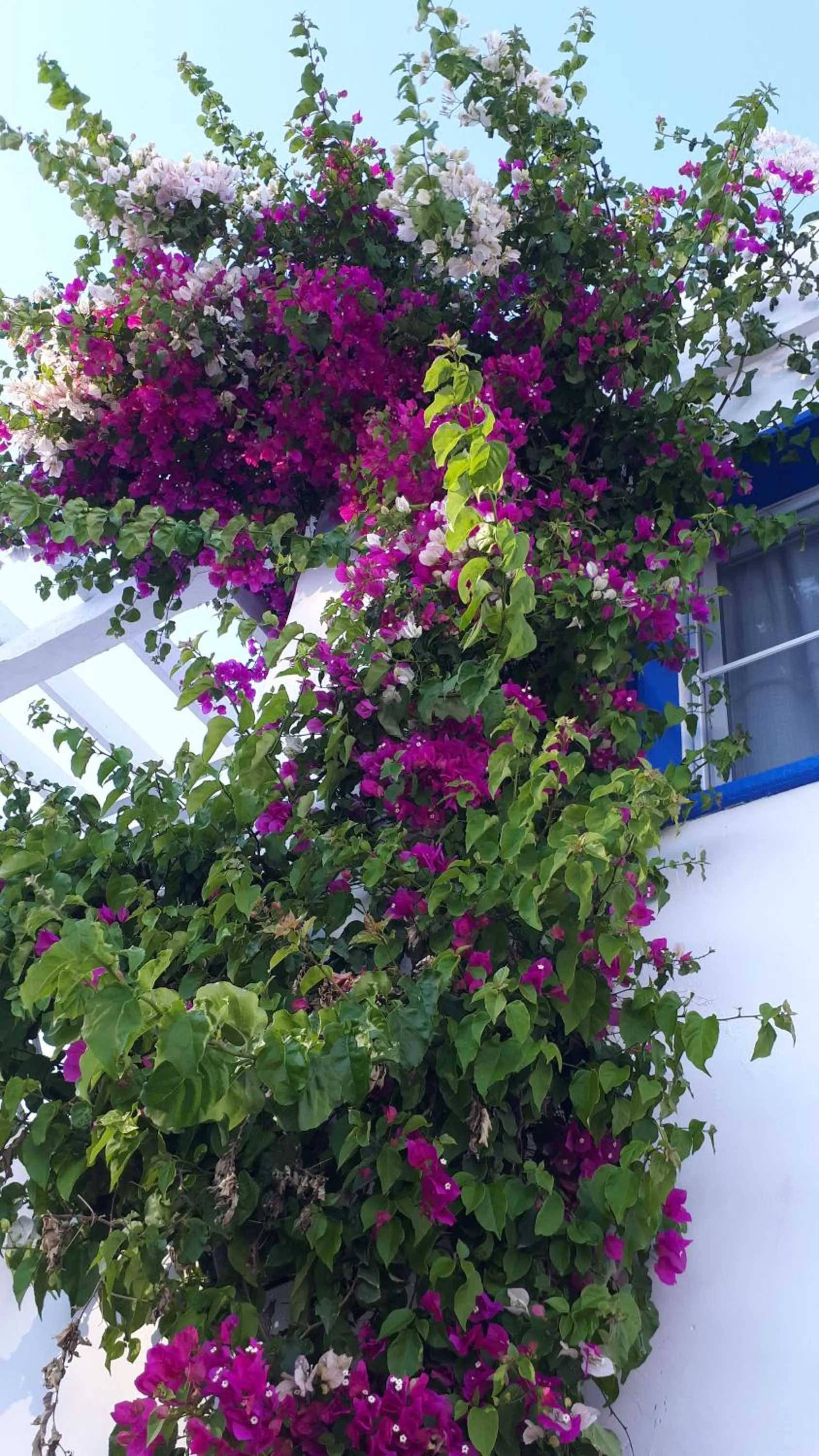 Paradise Apart Hotel