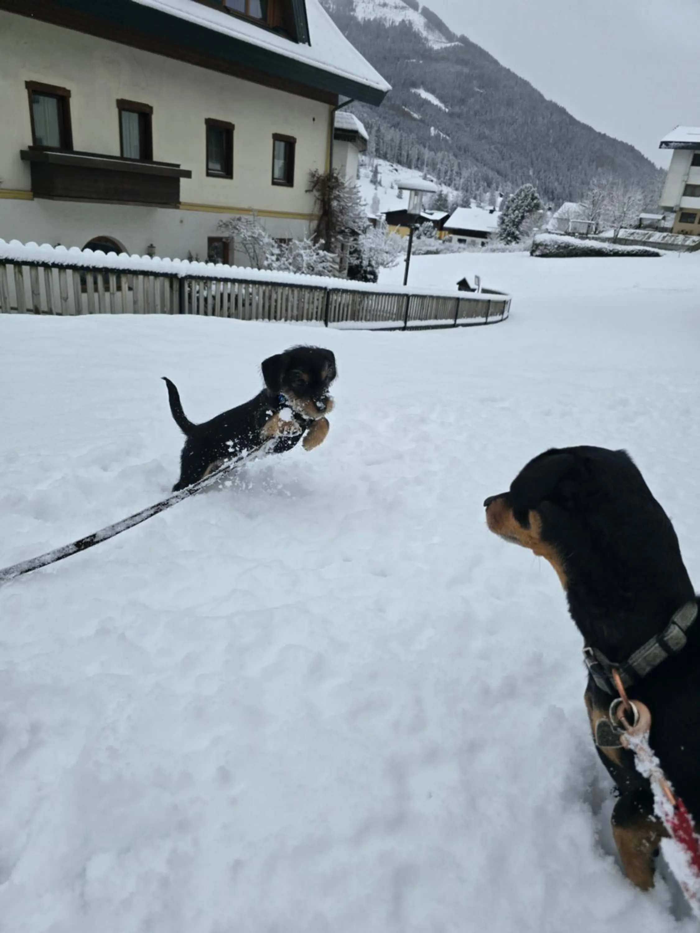 Pets in Hotel Kirchenwirt