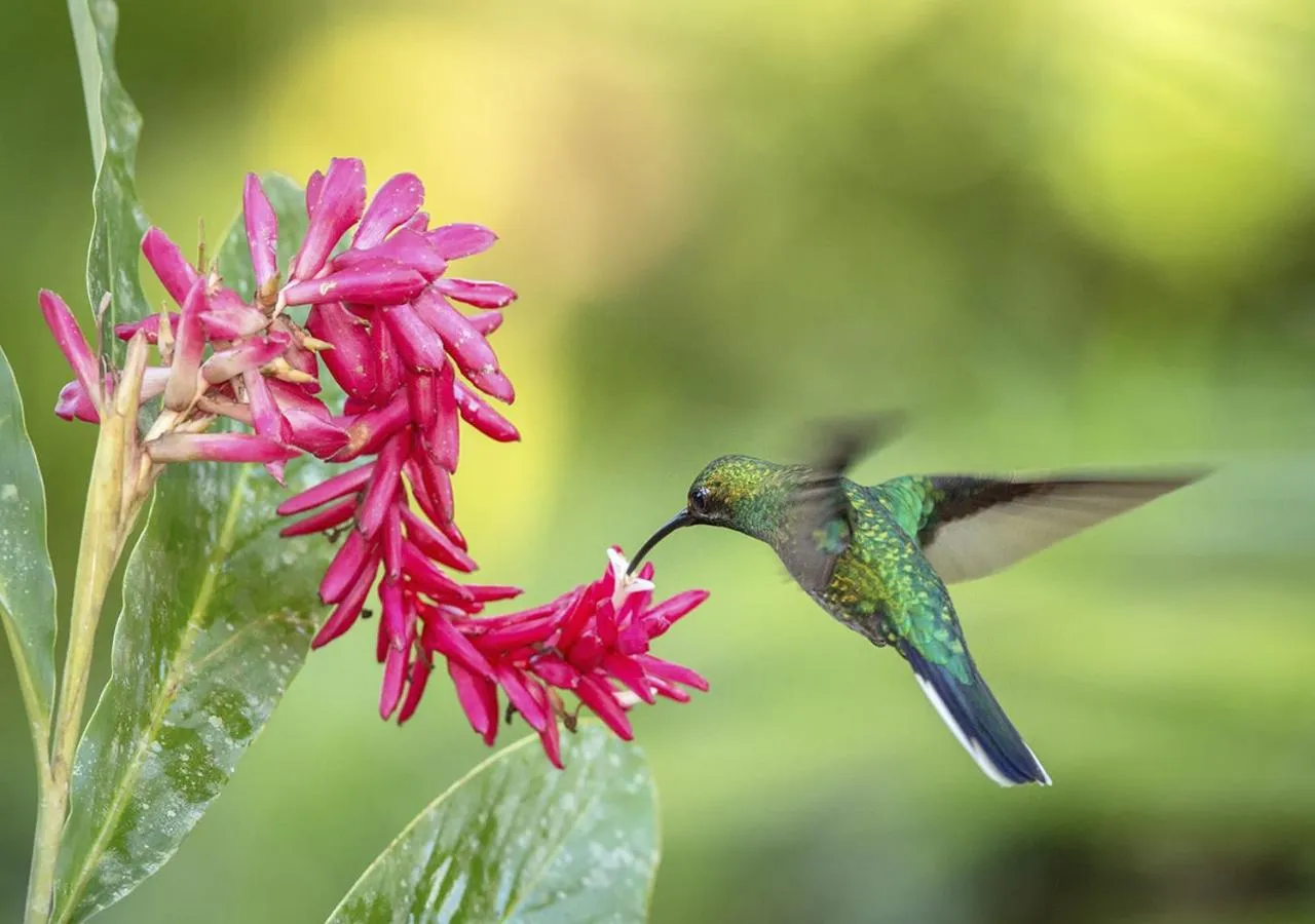 Animals in Fazenda Eco-Jardim