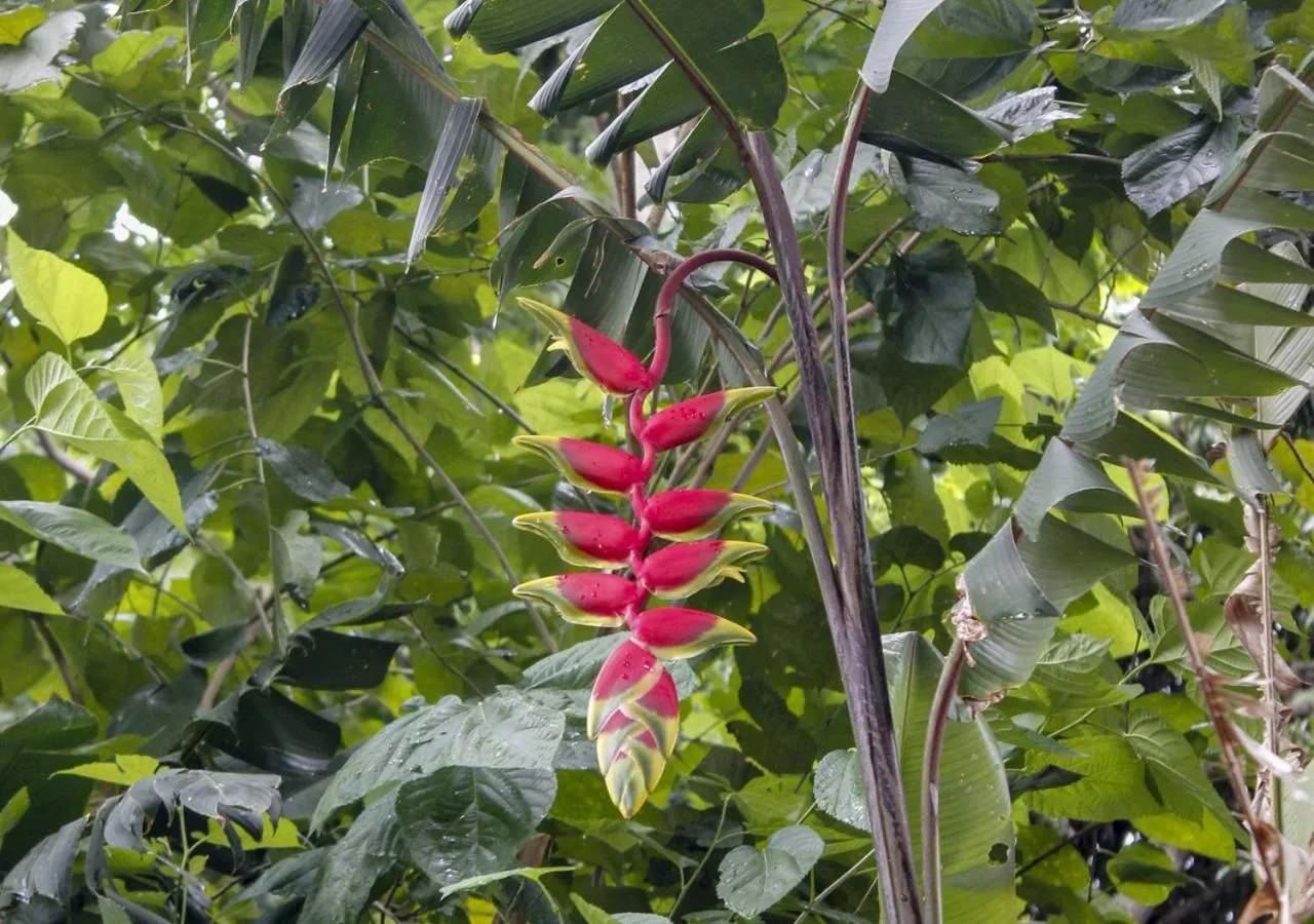 Garden in Fazenda Eco-Jardim