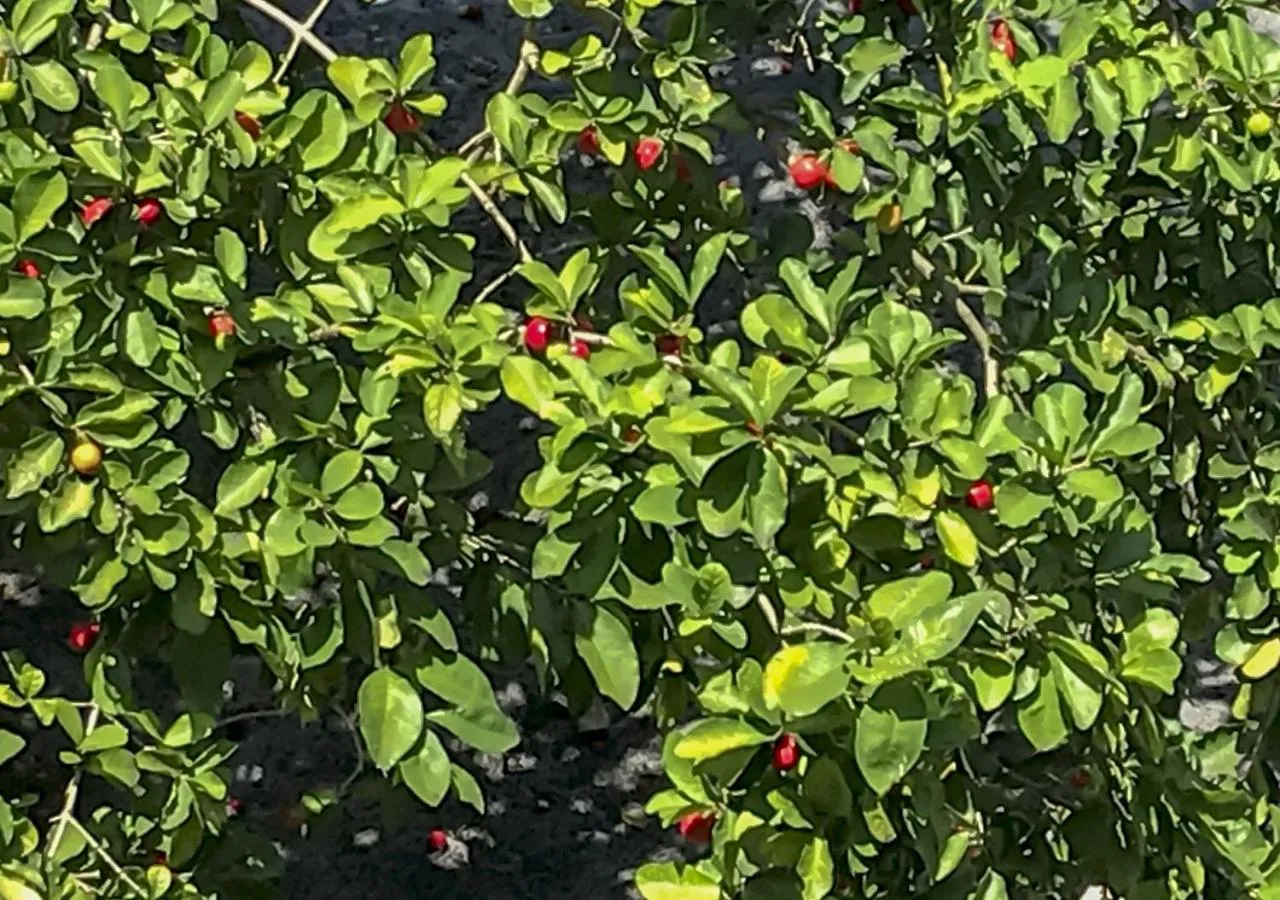 Food close-up in Fazenda Eco-Jardim