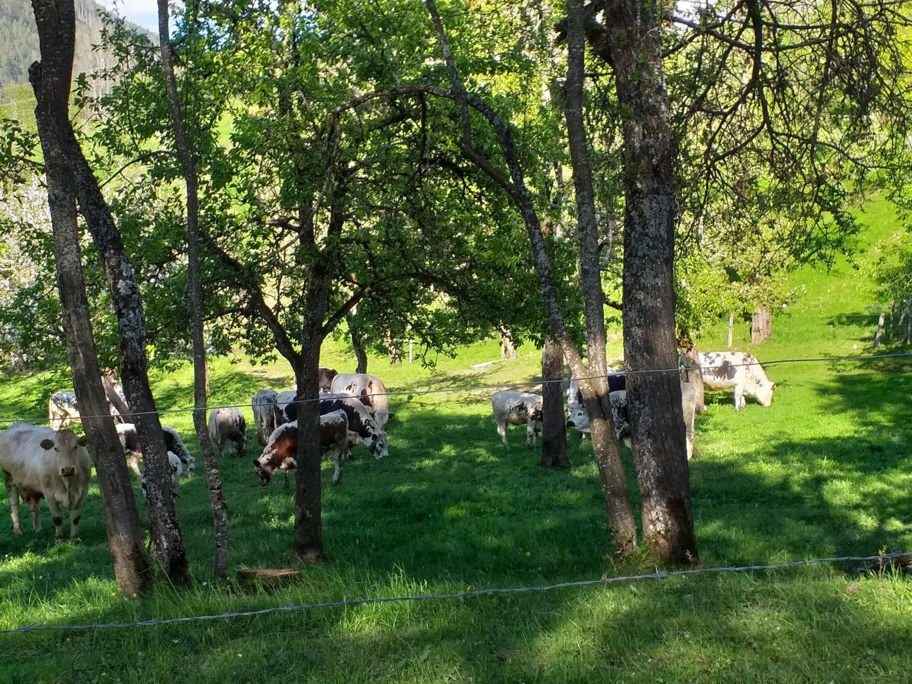 Animals in Landhotel Oberwengerhof