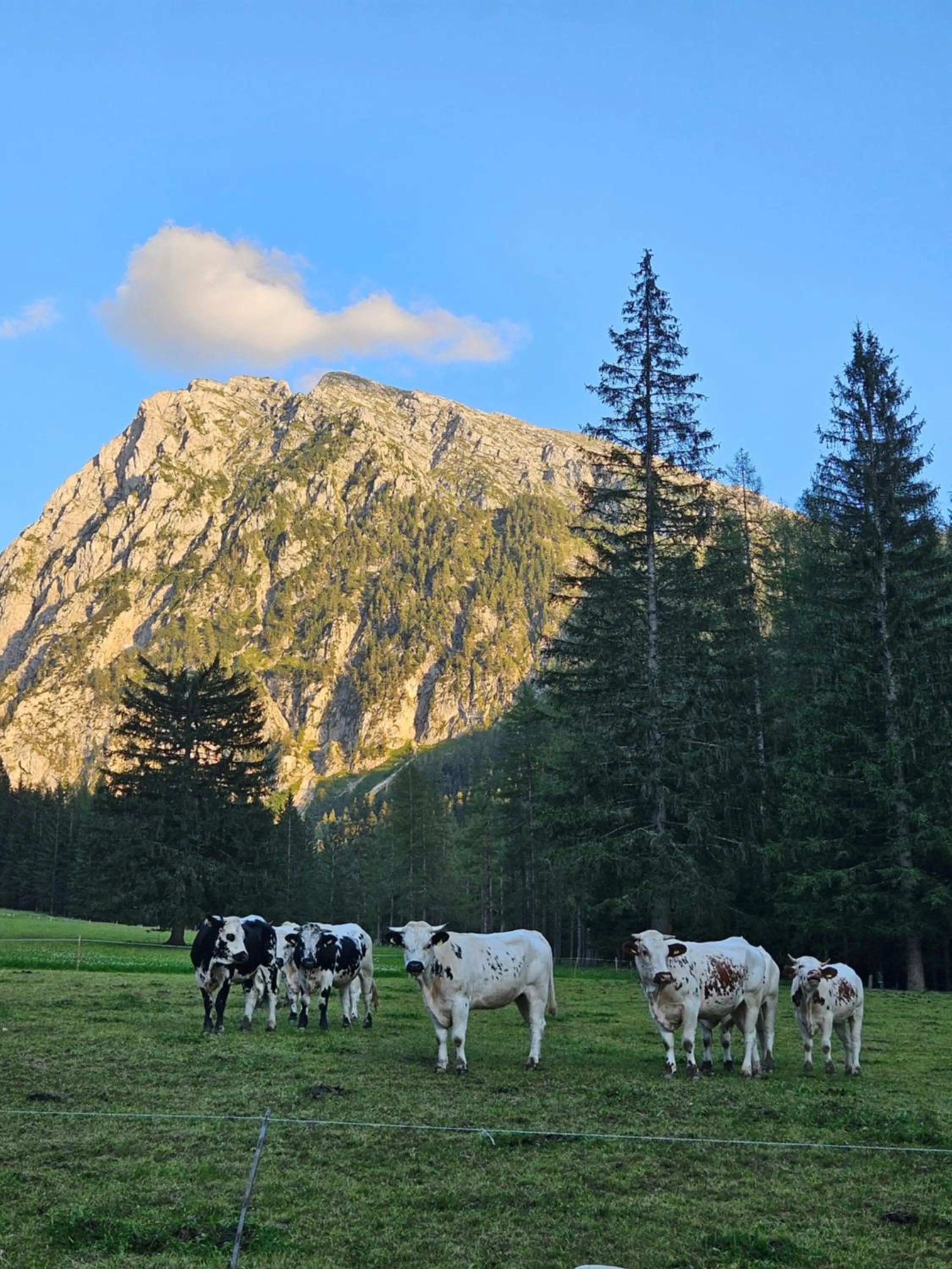 Animals in Landhotel Oberwengerhof