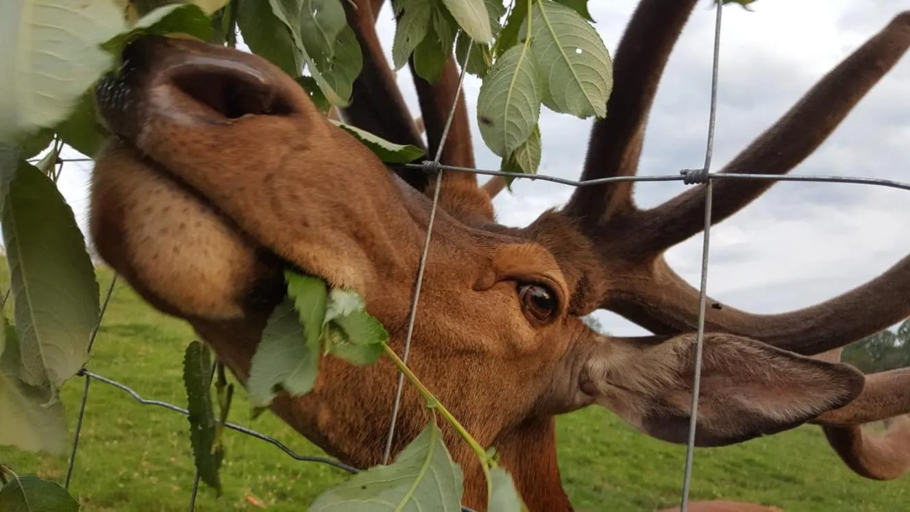 Animals in Landhotel Oberwengerhof