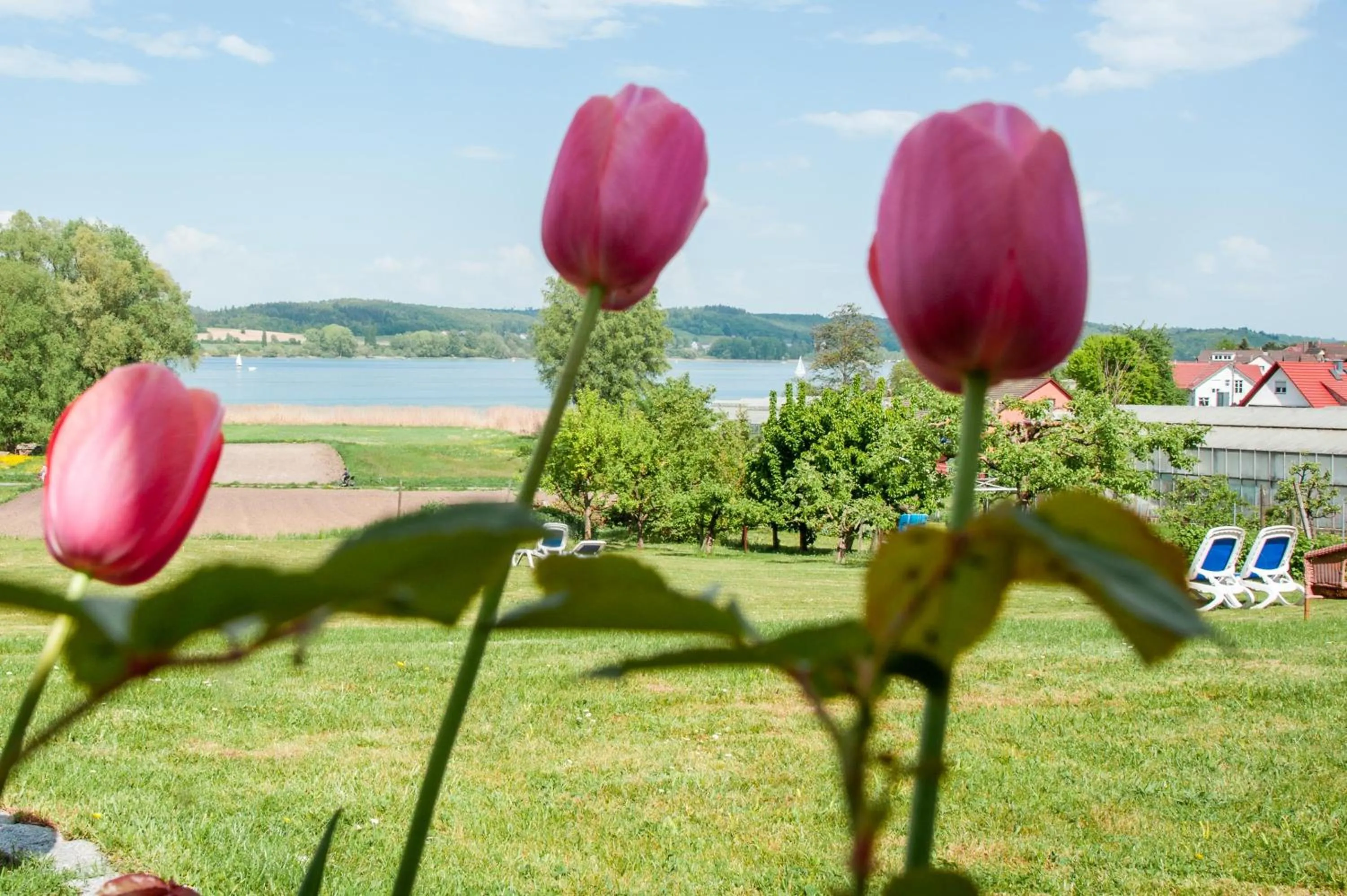View (from property/room) in Insel-Hof Reichenau Hotel-garni