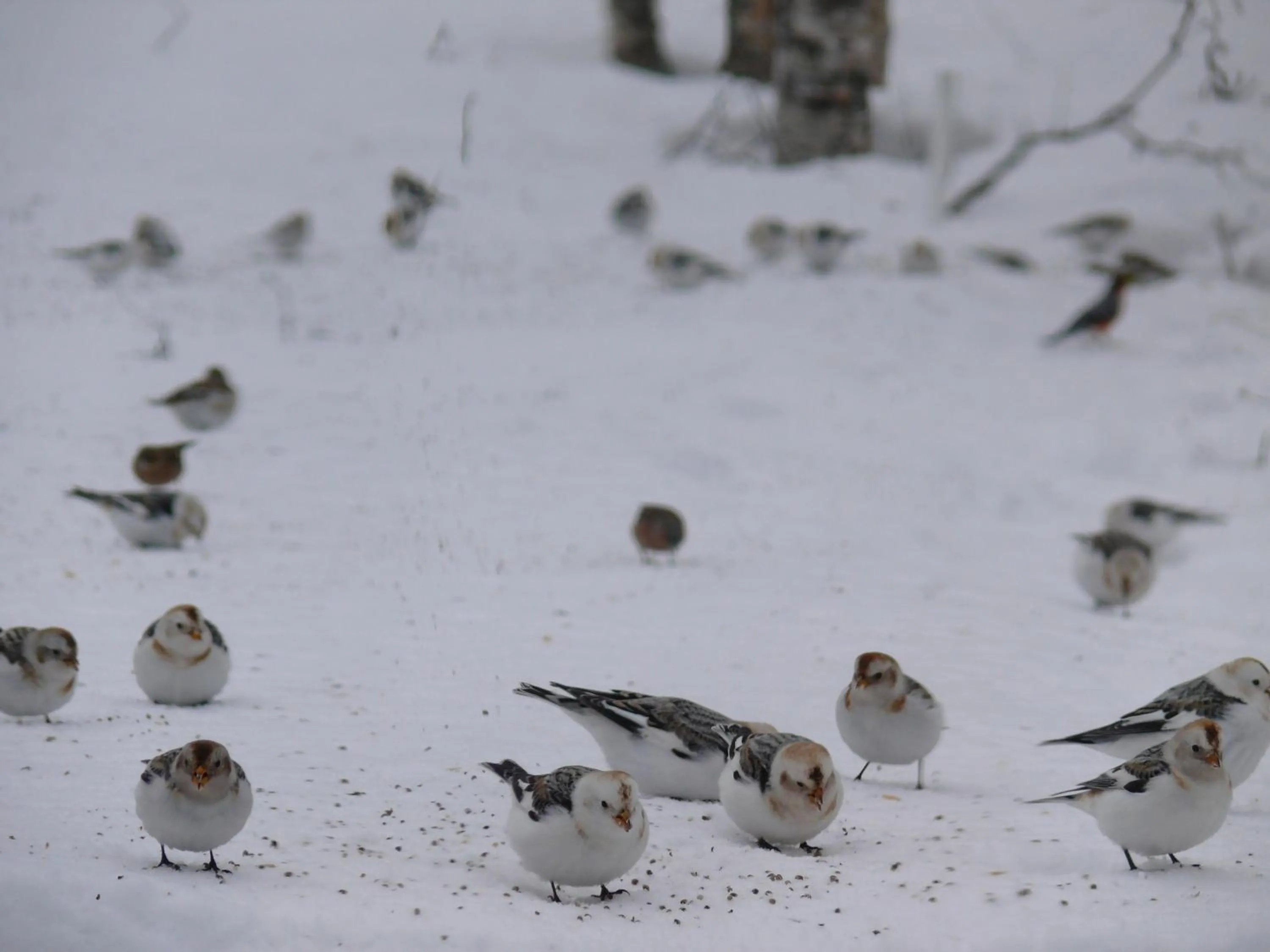 Animals in Stora Björnstugan