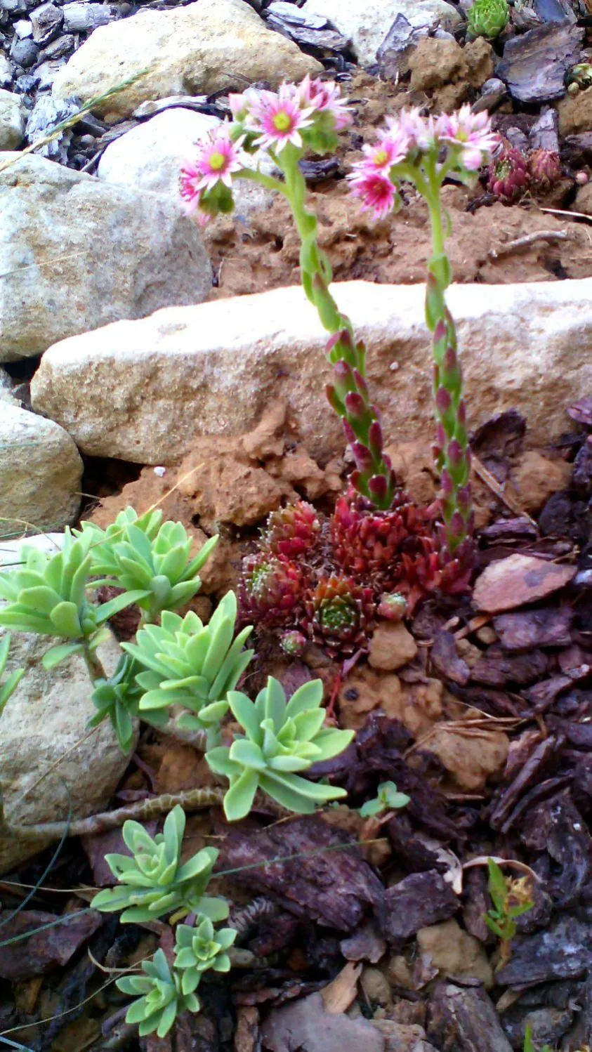 Garden in Timo e Rosmarino