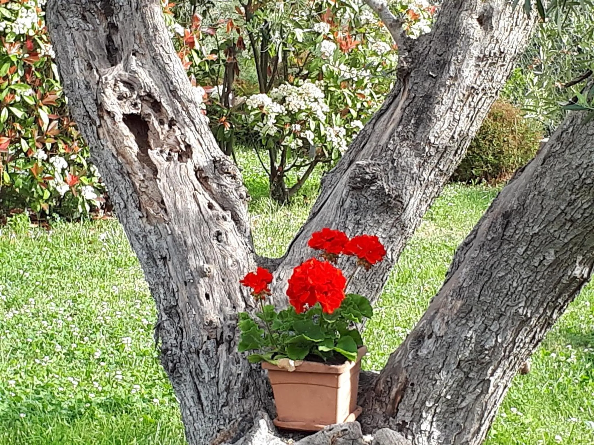 Garden in Cumana Blu Apartments