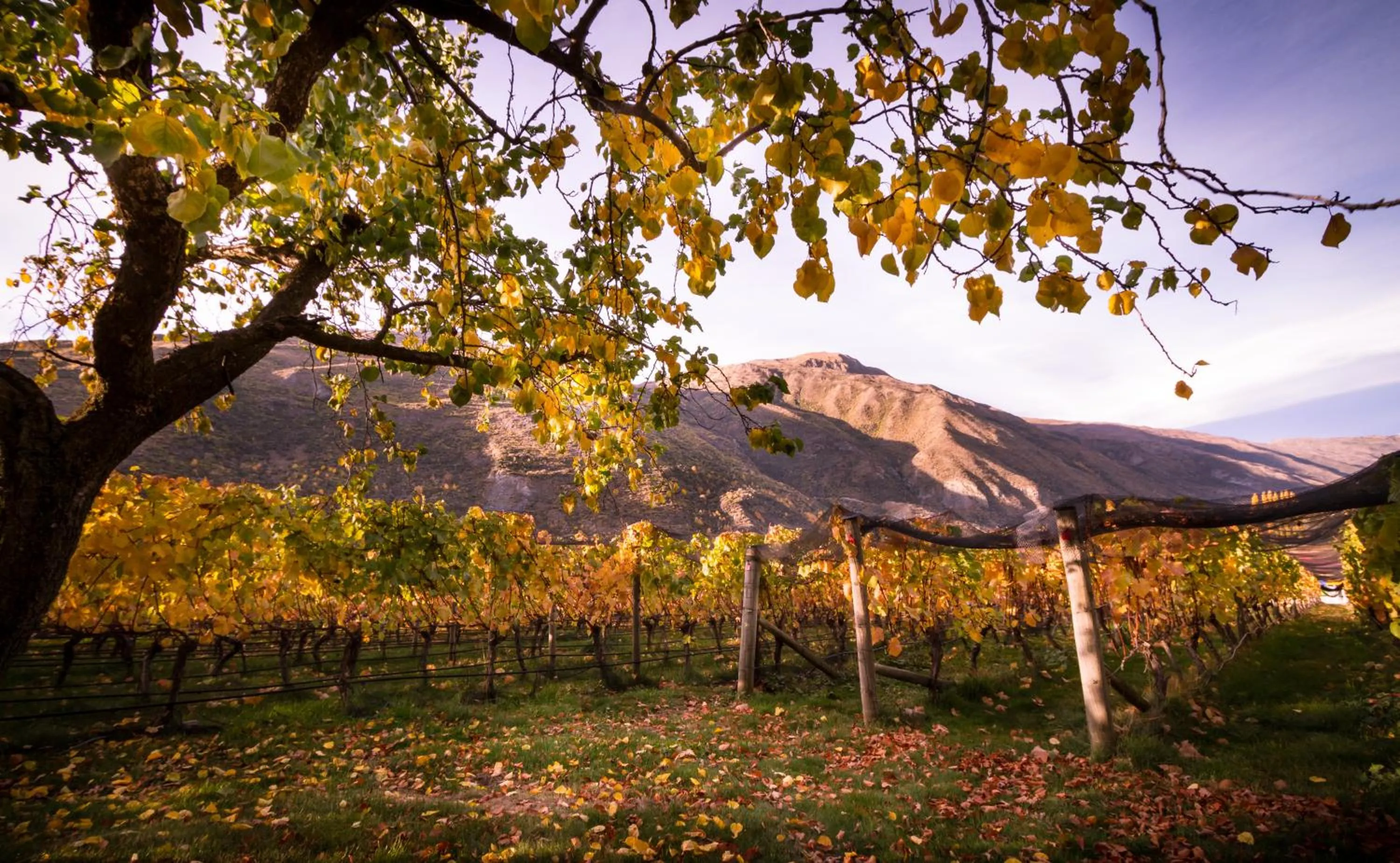 Natural landscape in Gibbston Valley Lodge and Spa