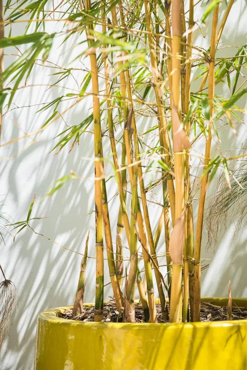 Garden view in Numero Uno Beach House