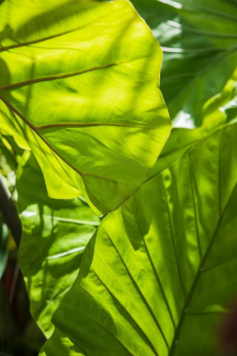 Garden in Numero Uno Beach House