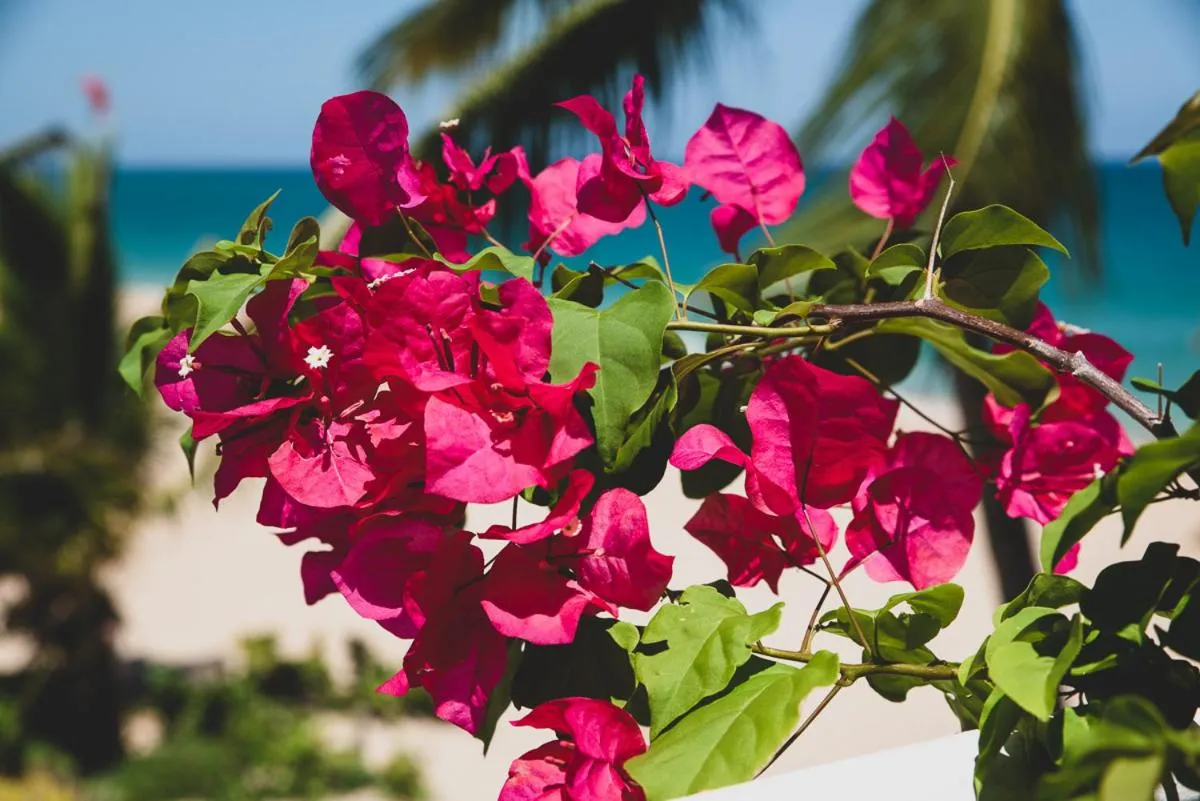 Numero Uno Beach House