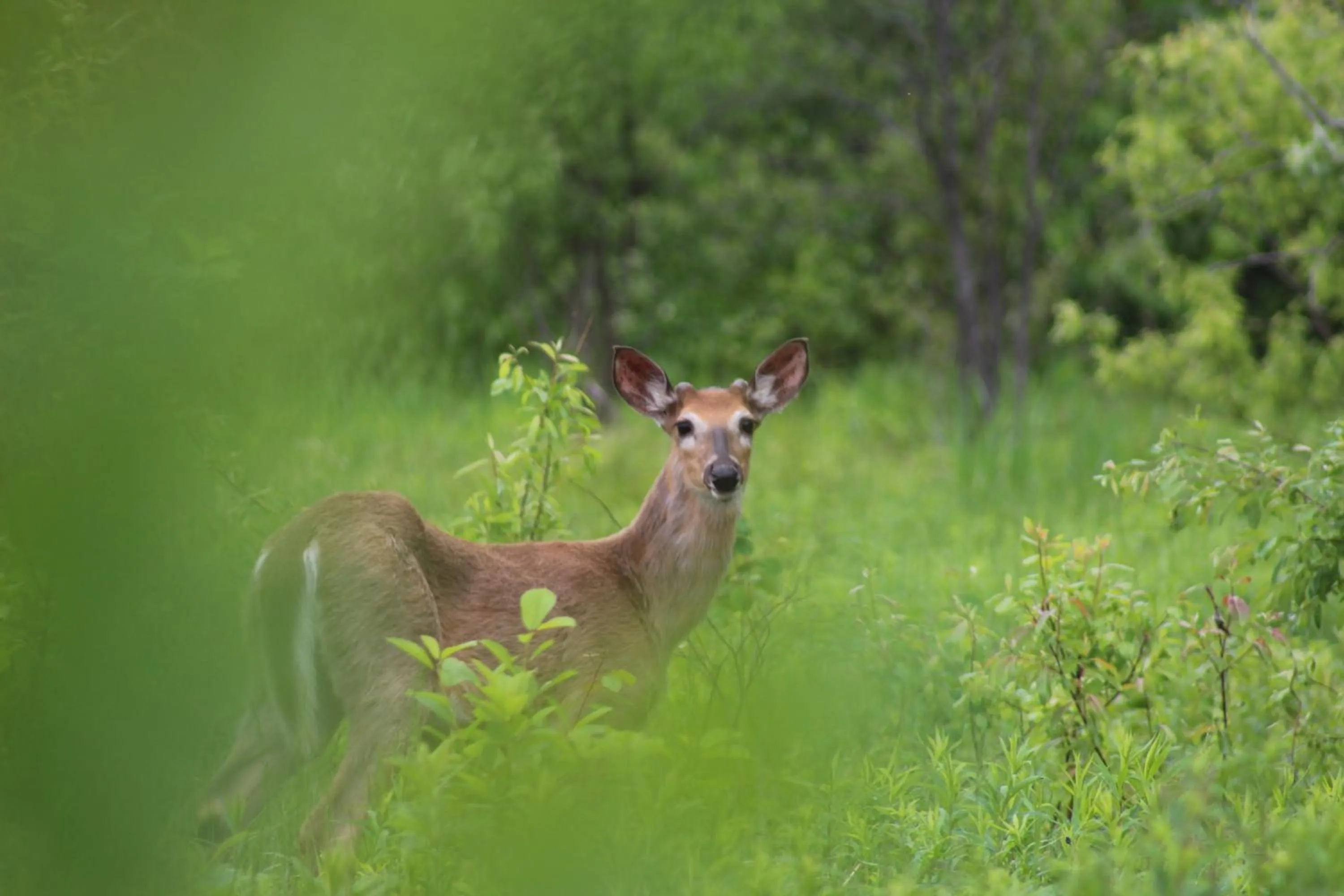 Entertainment in Gîte Le Grandelinois