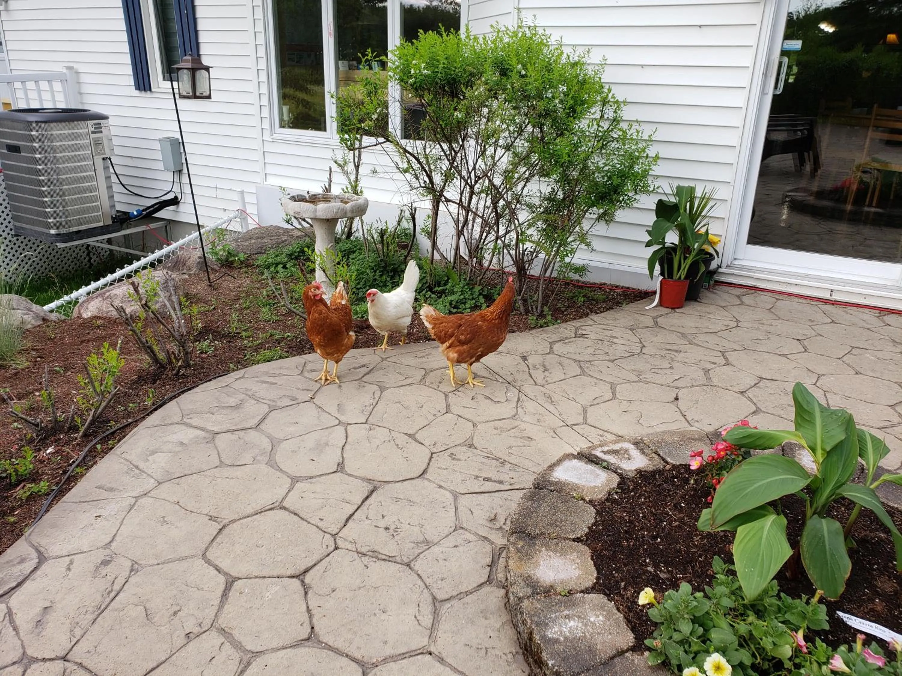 Animals in Gîte Le Grandelinois