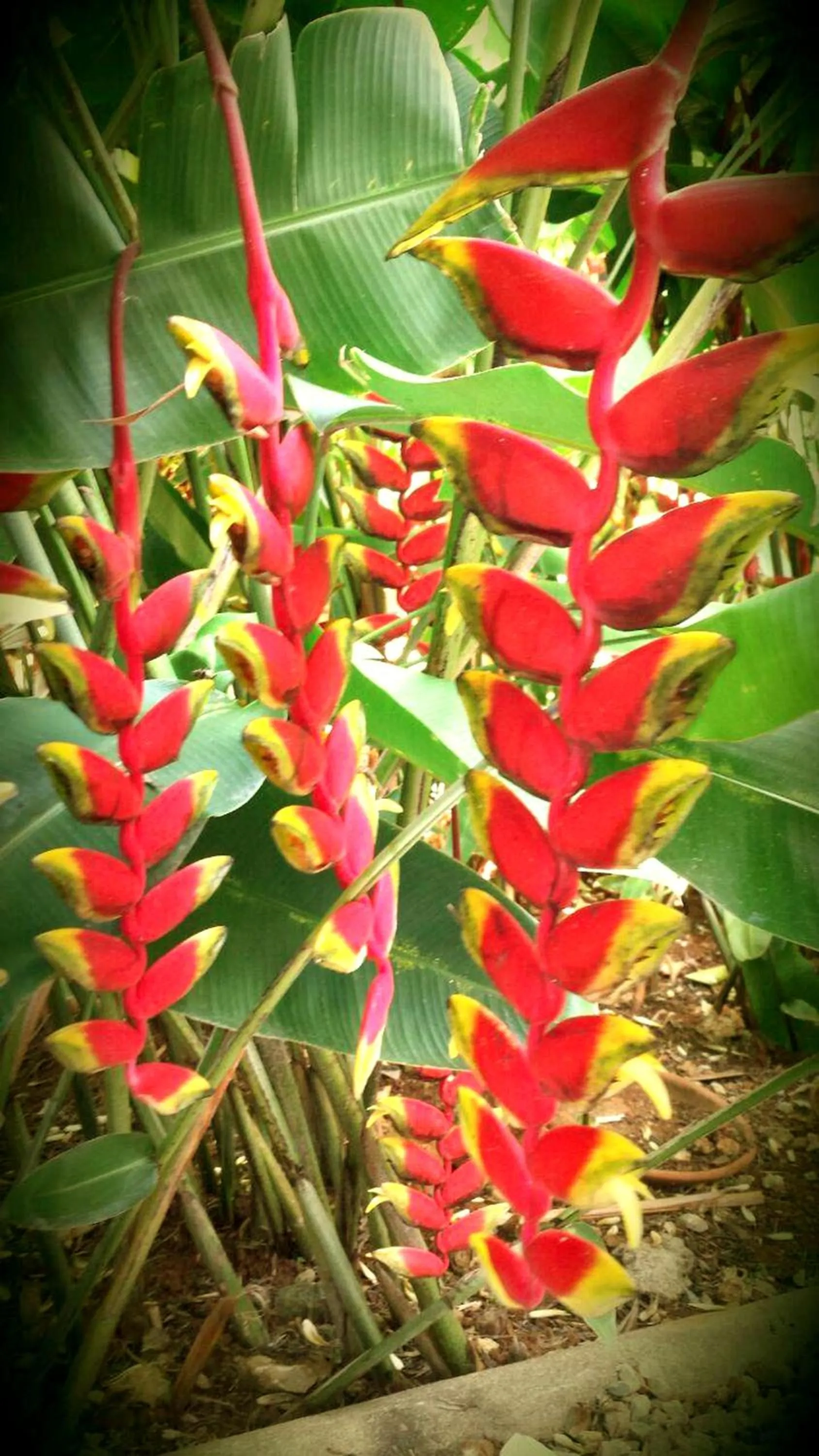 Garden view in Labellaventura