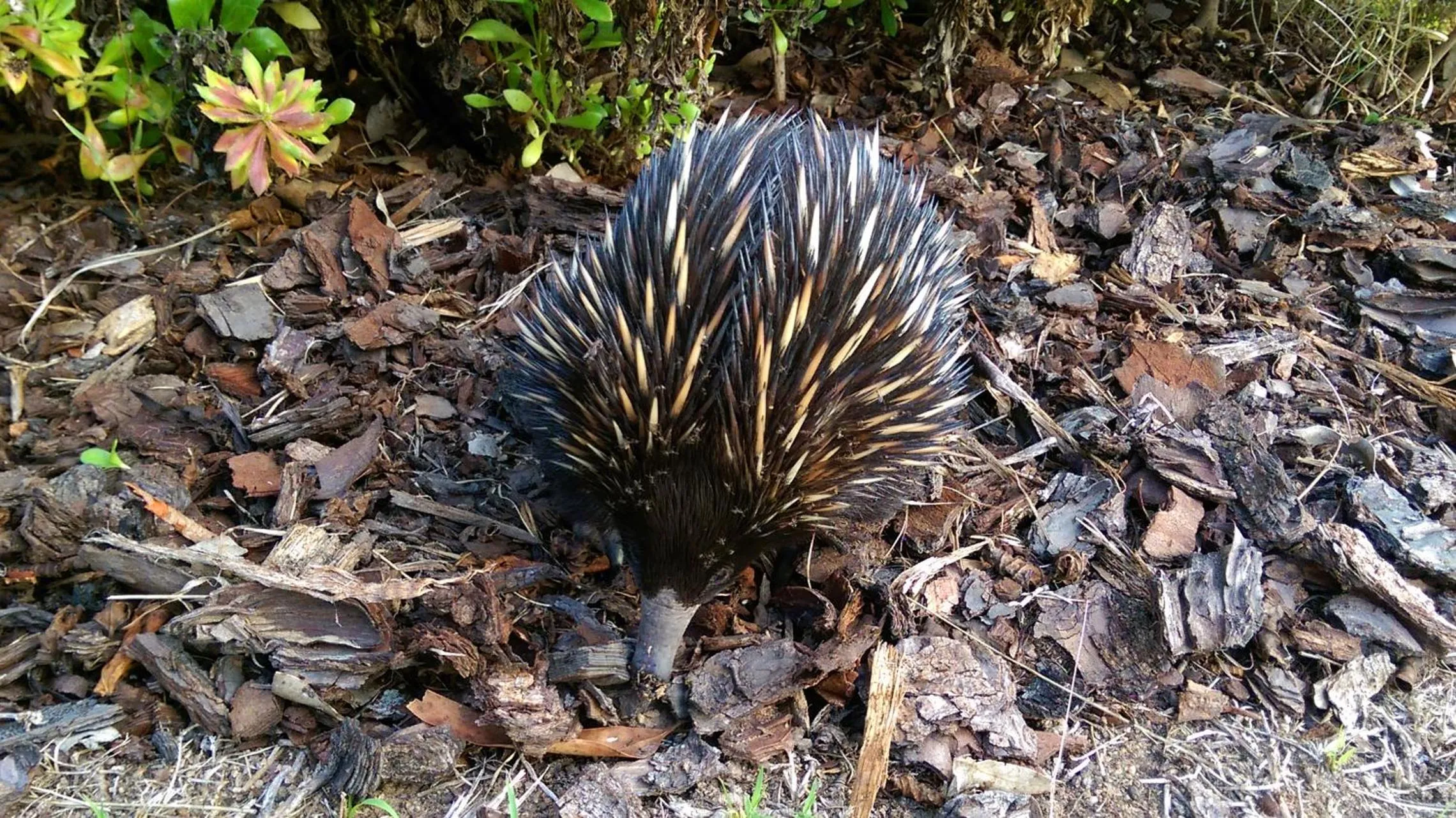 Animals in 31 The Rocks