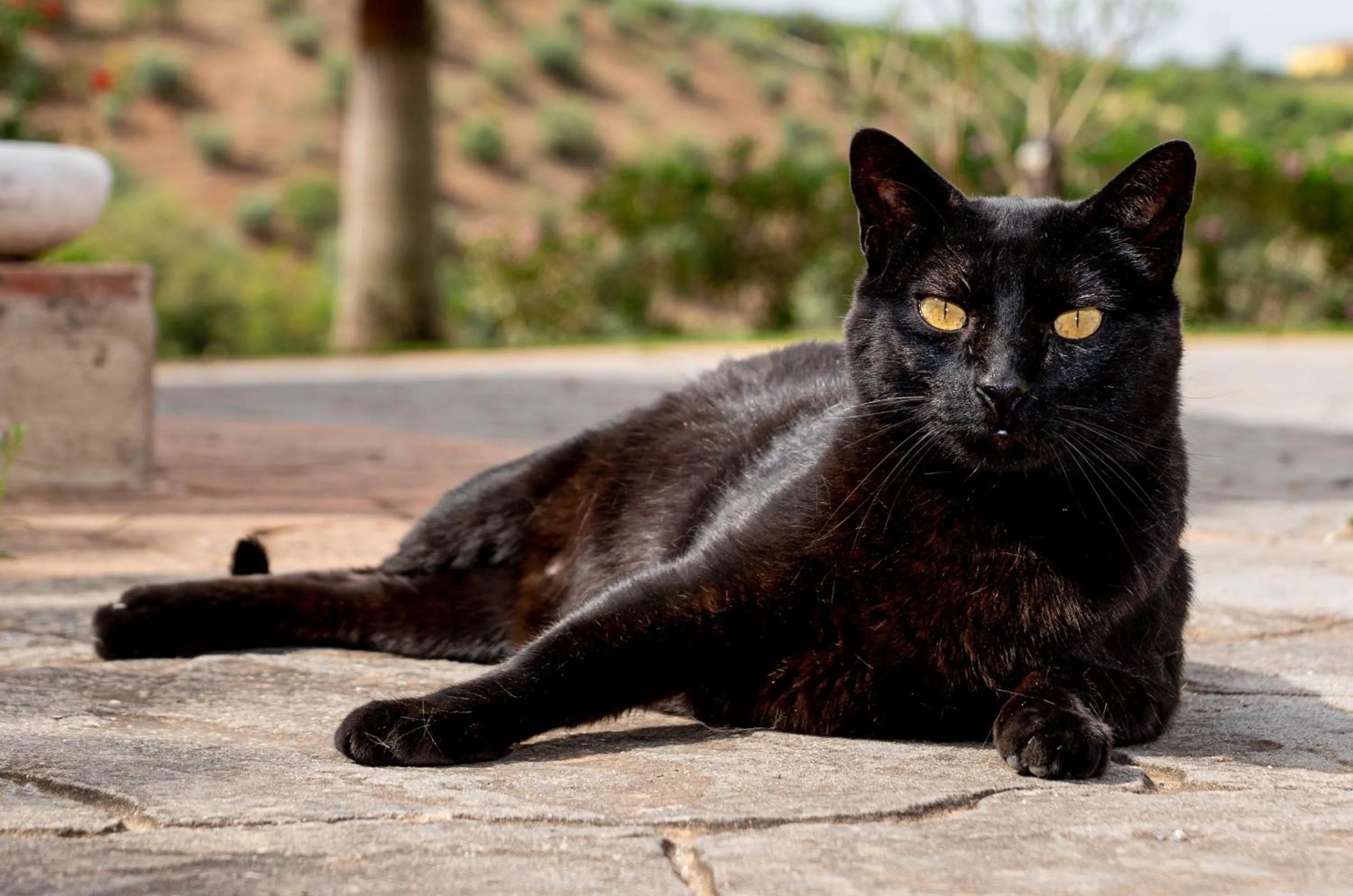 Pets in Finca Las Hierbas B&B