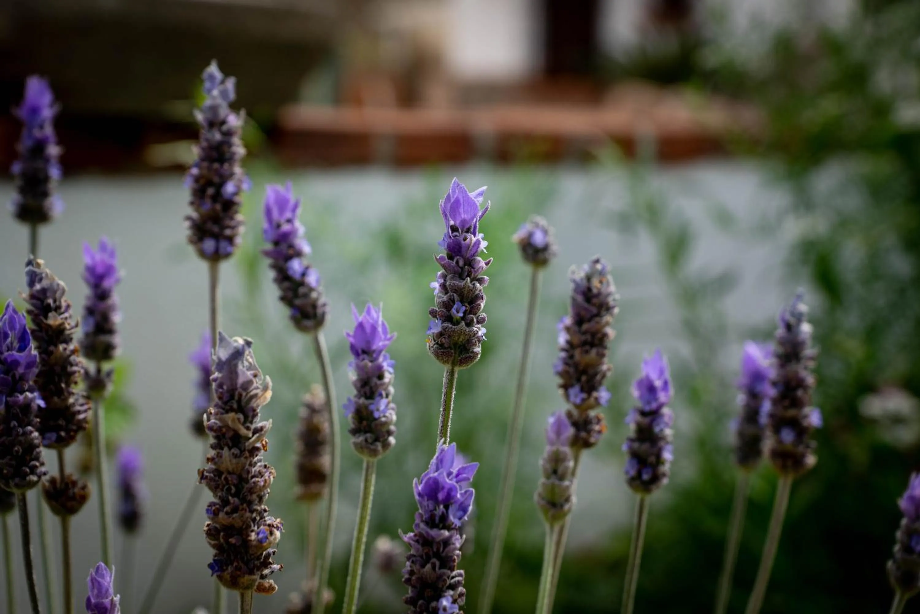 Garden in Finca Las Hierbas B&B