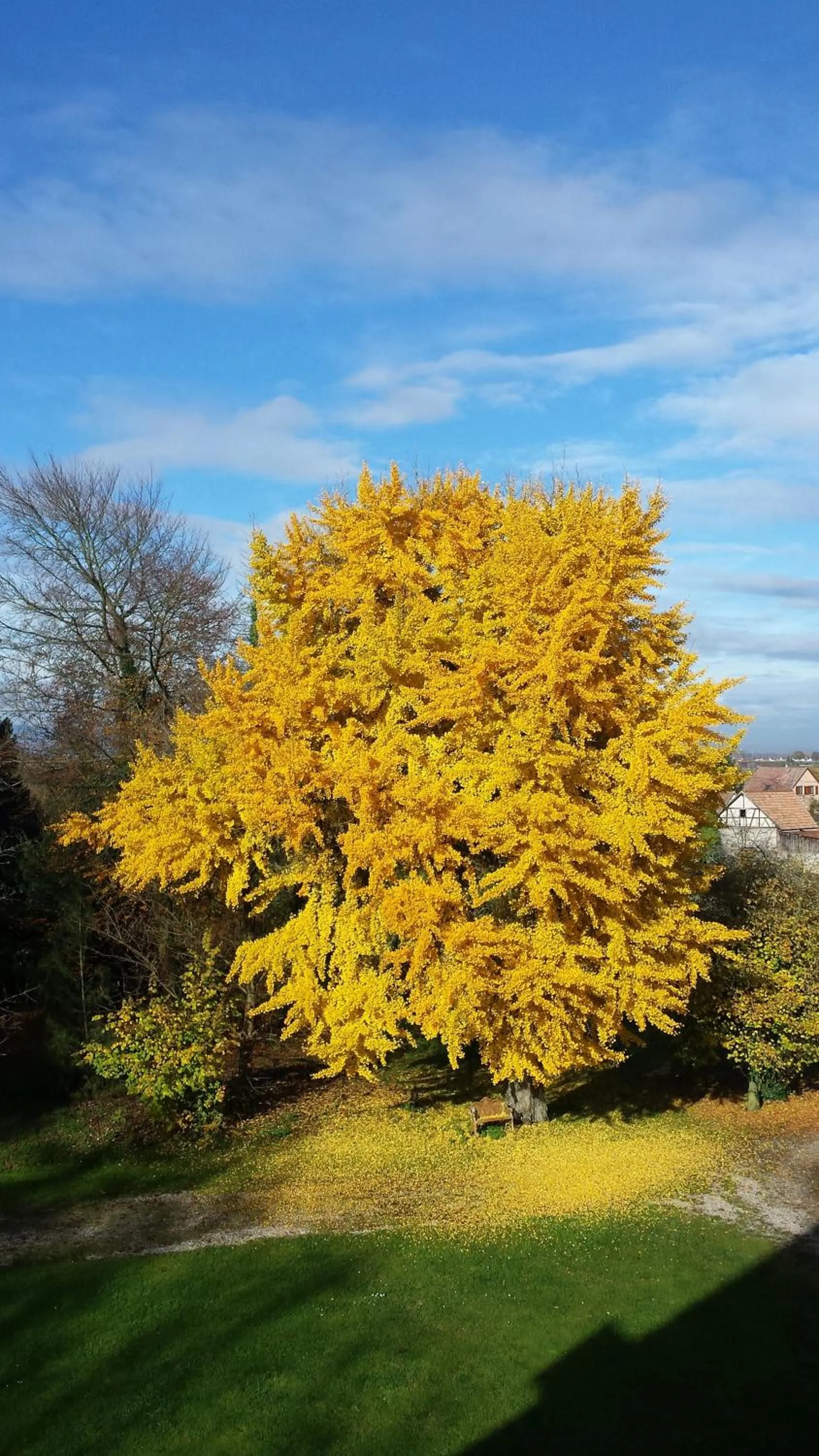 Garden in Château De Werde