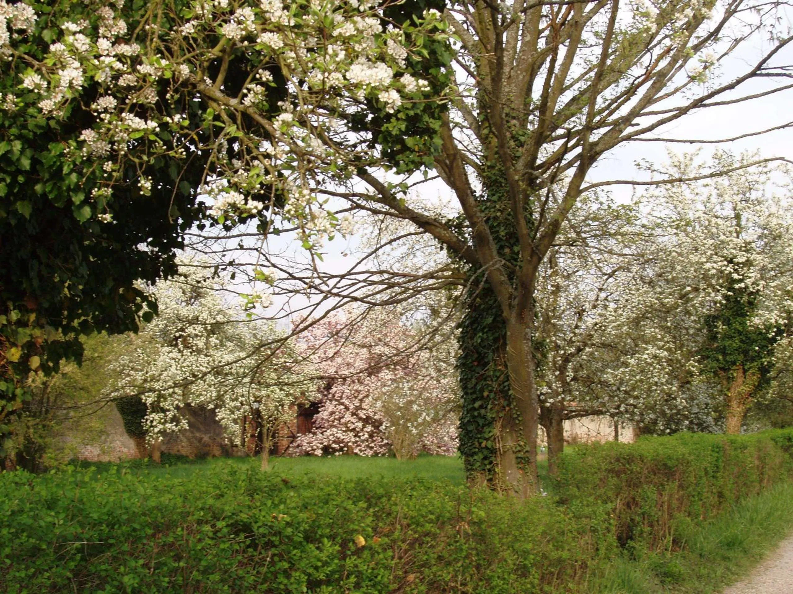 Natural landscape in Château De Werde
