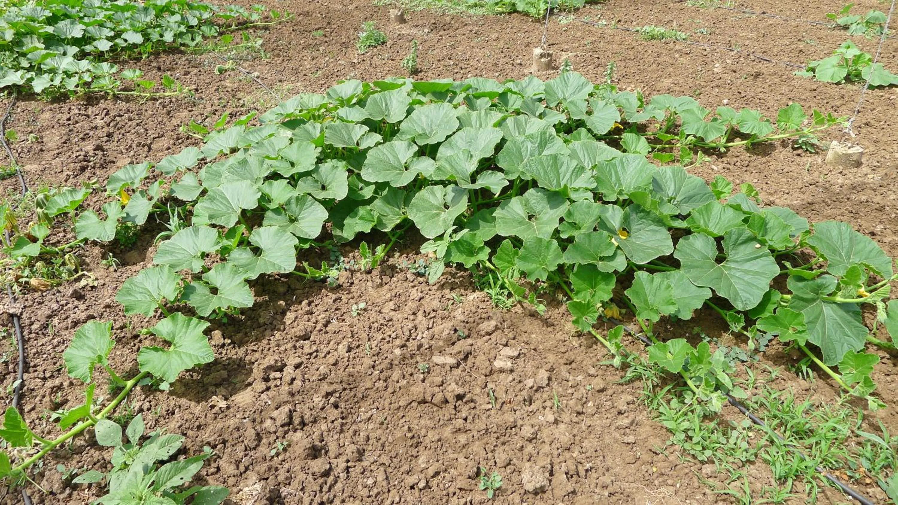 Natural landscape in Hotel Rural Casa Fina - Adults Recommended