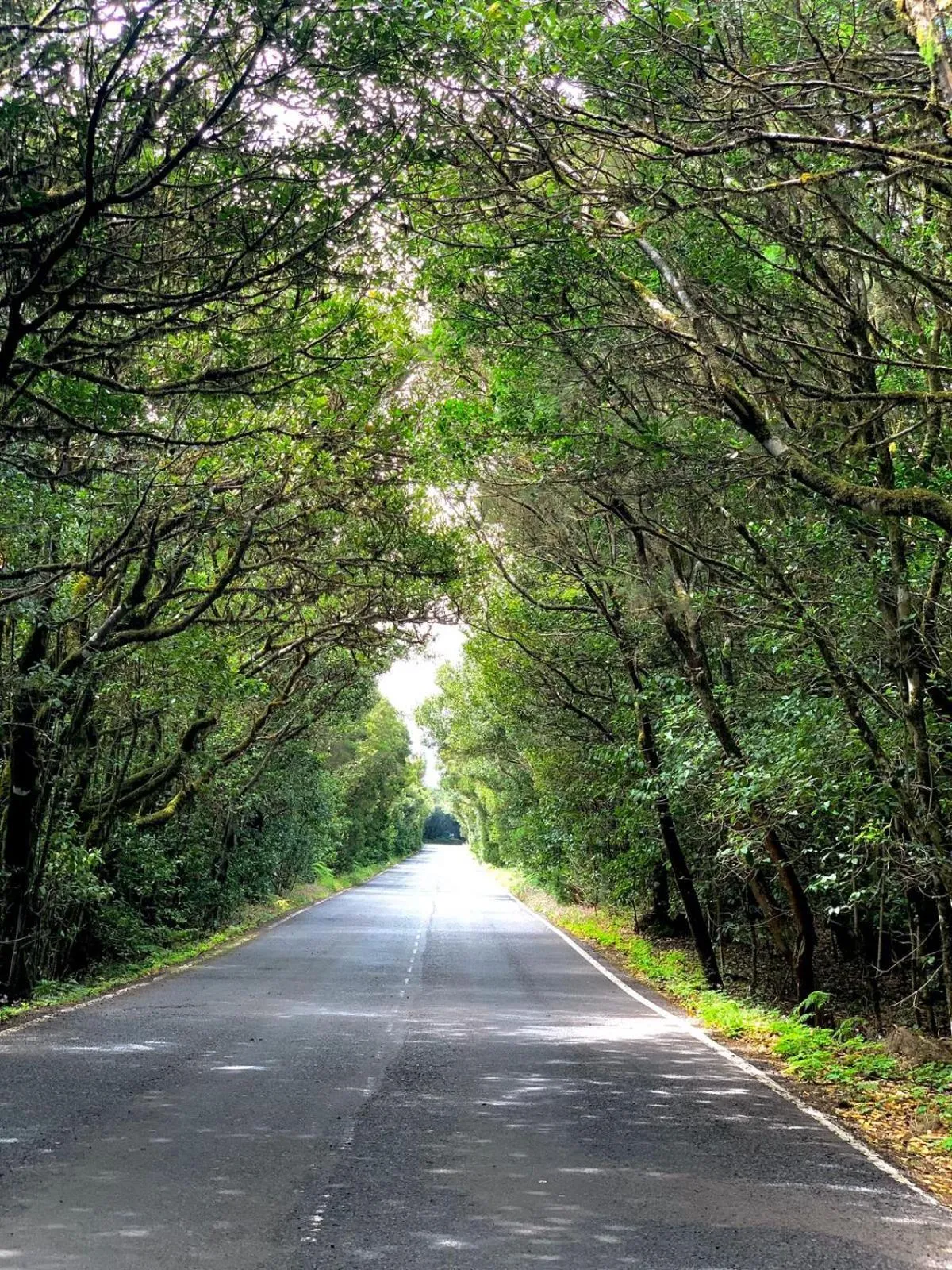View (from property/room) in Pensión Amparo Las Hayas