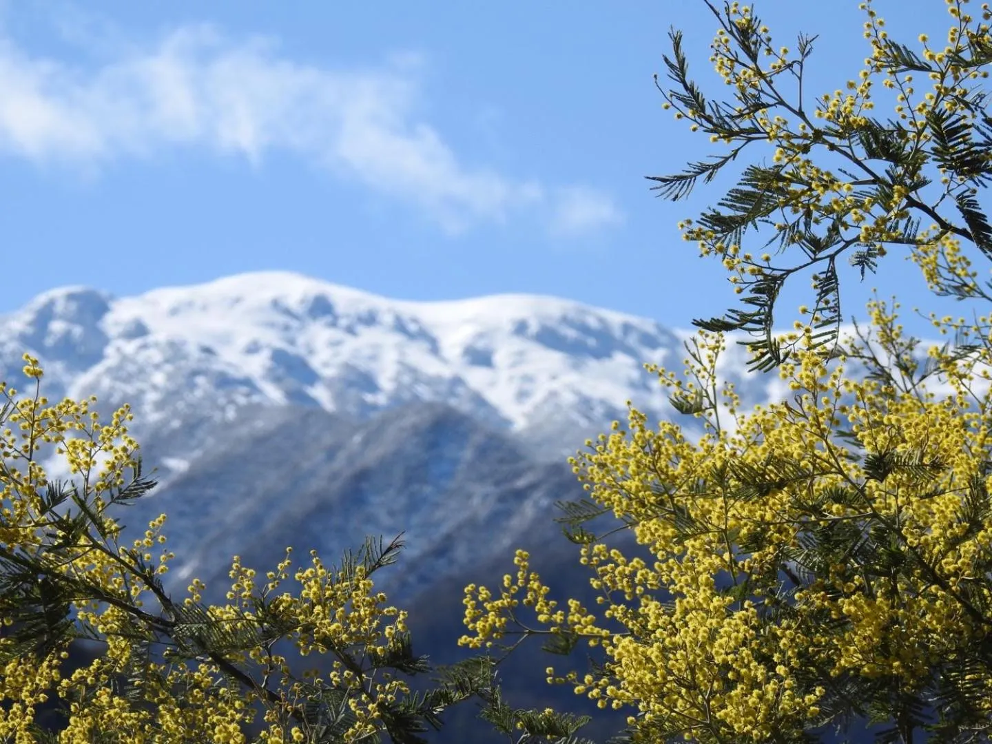 Natural landscape in Mount Beauty Motor Inn