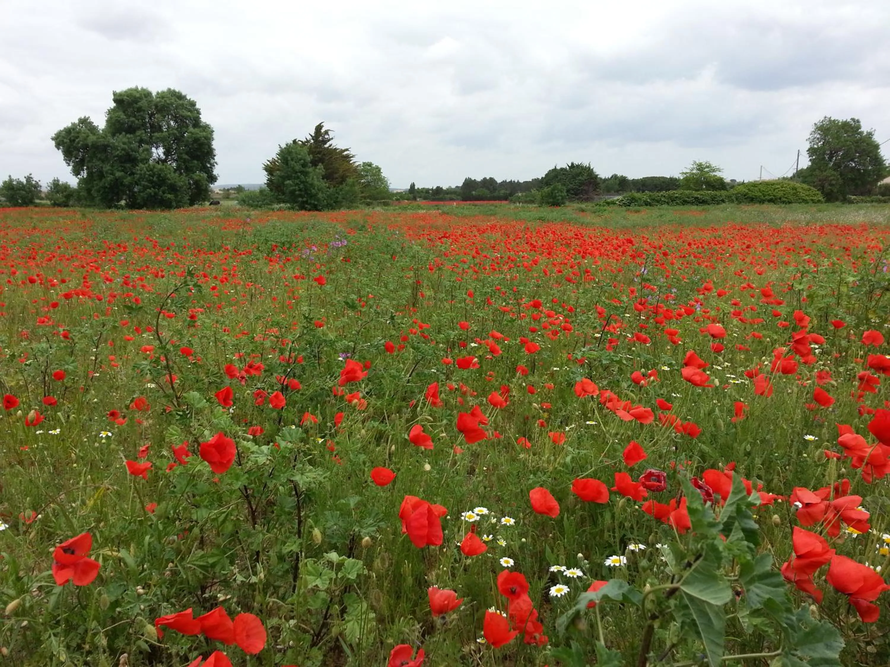 Natural landscape in Au bord de Thau