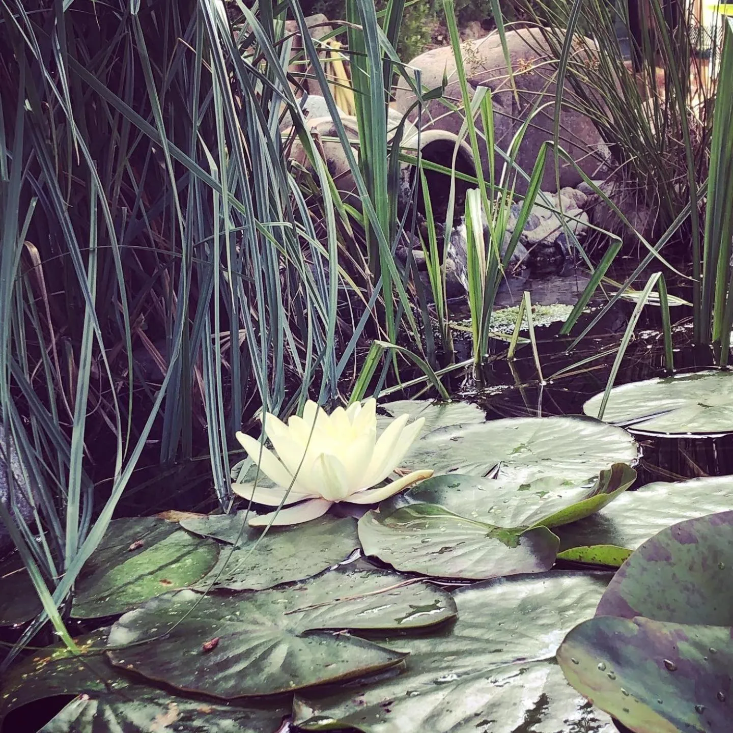 Garden in Casa di Floumy