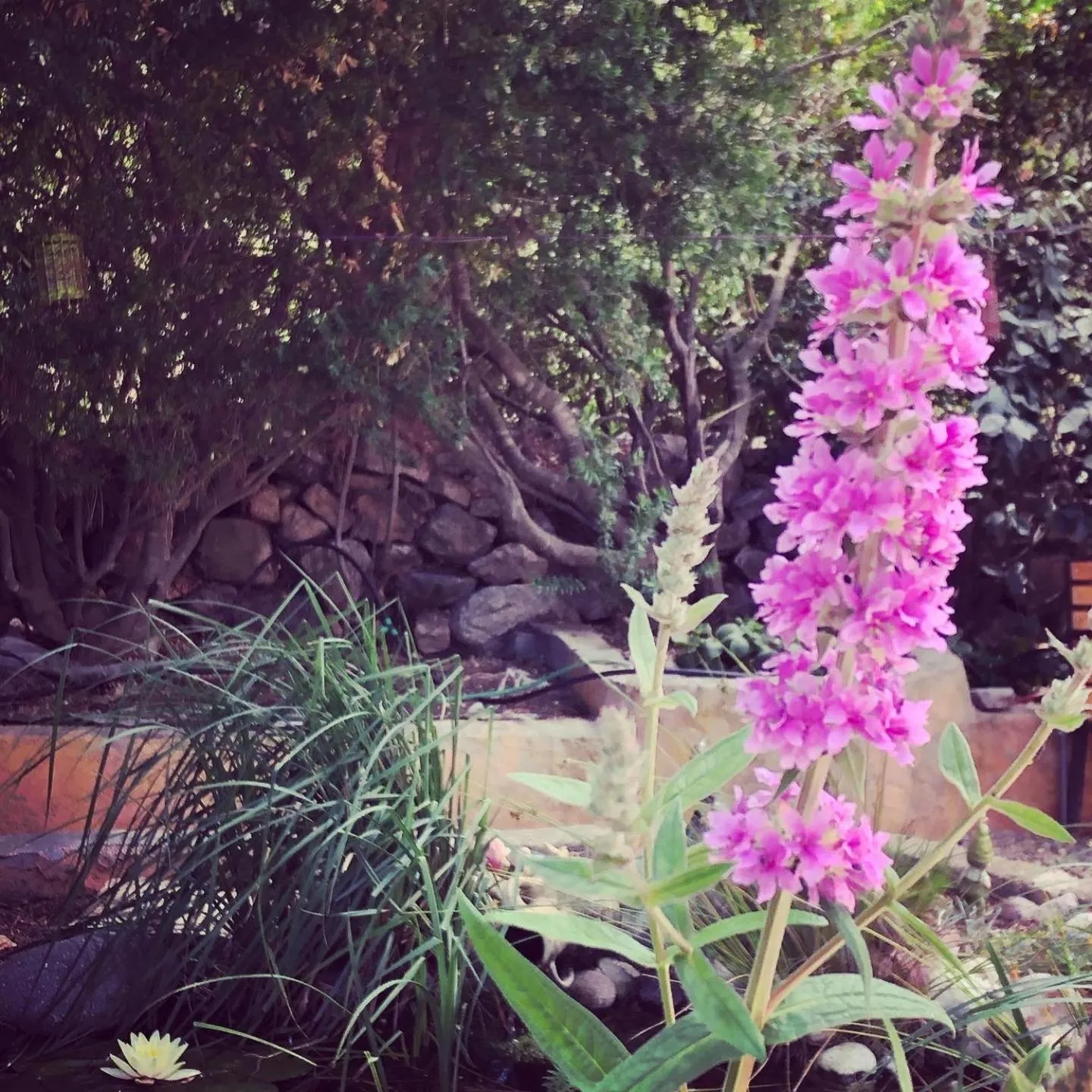 Garden view in Casa di Floumy