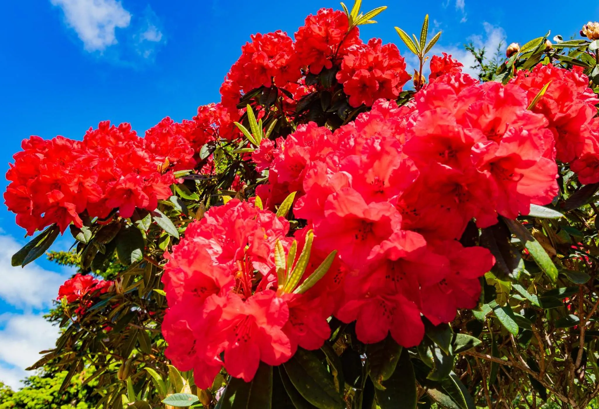 Garden in Embarcadero Resort
